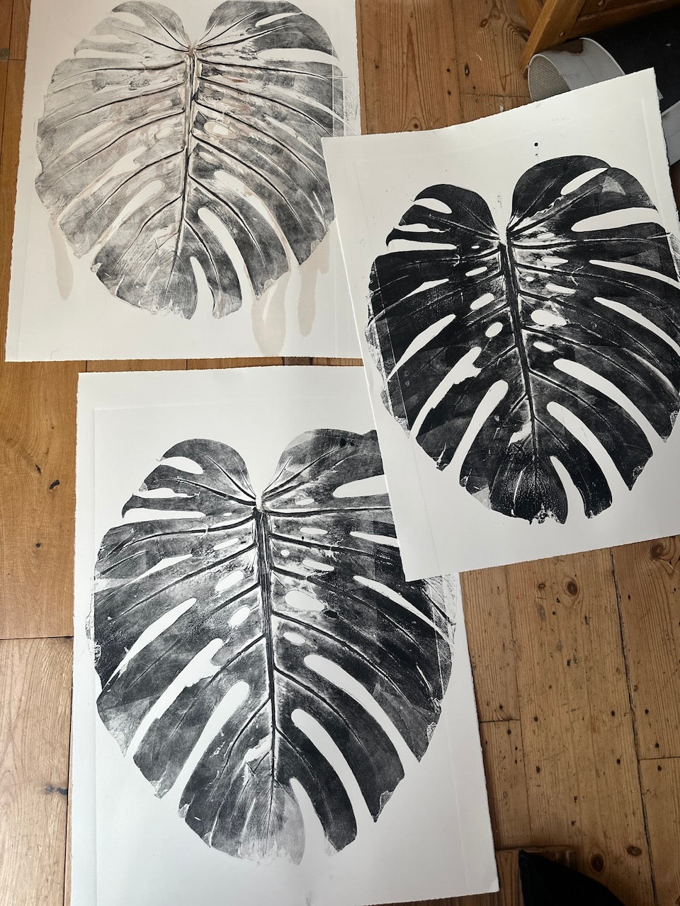 Real Monsteras Leaves PRINT 76x56cm