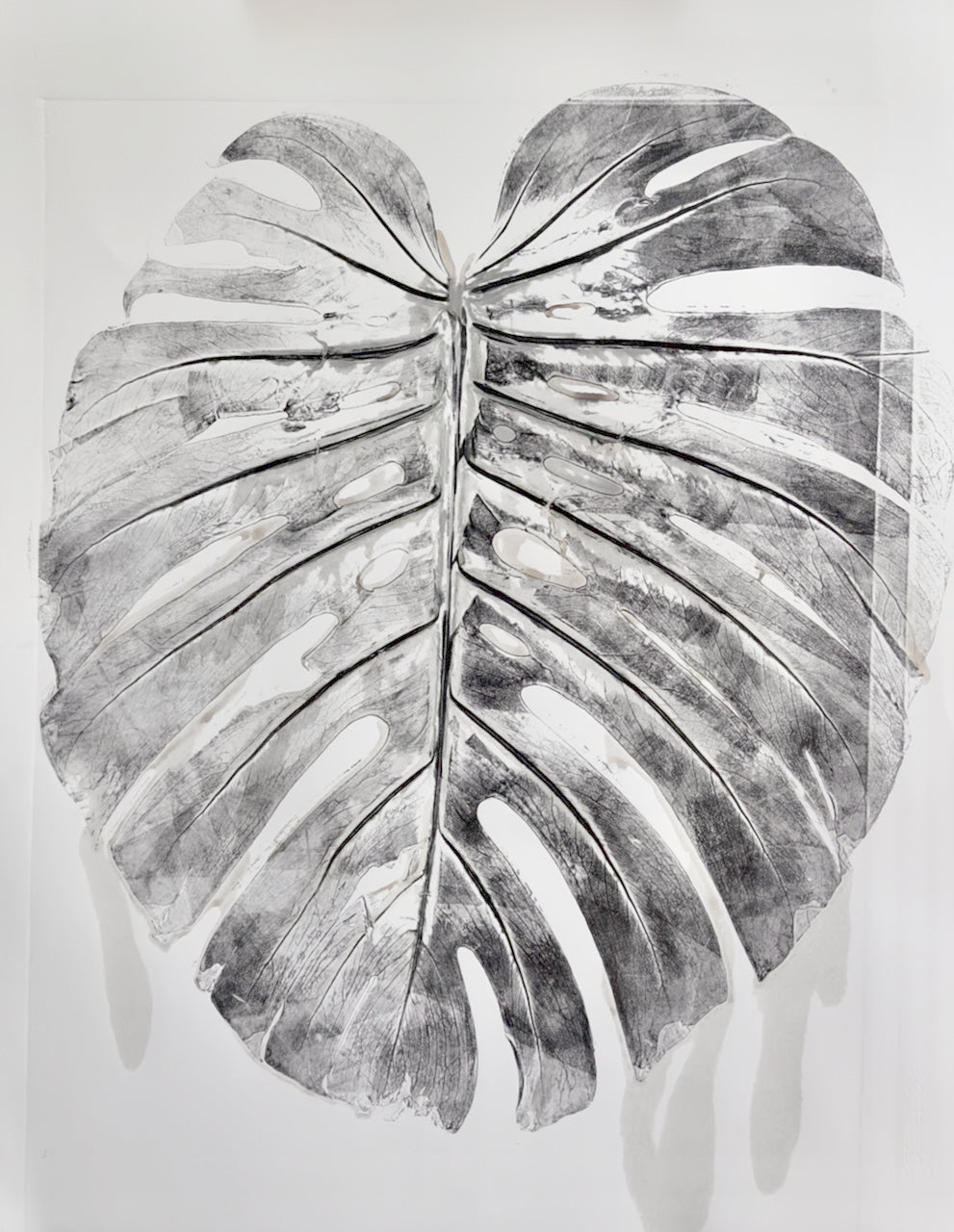 Real Monsteras Leaves PRINT 76x56cm