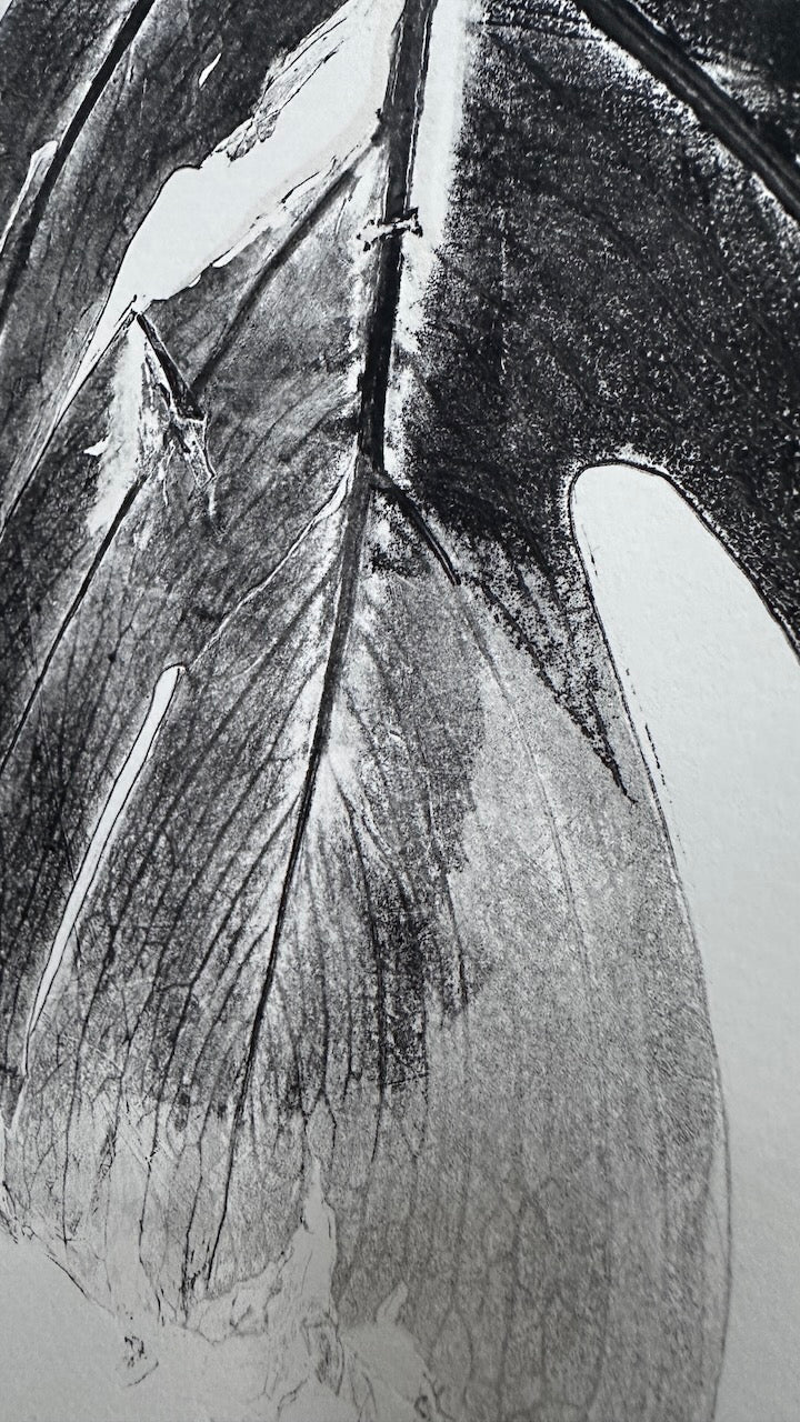 Real Monsteras Leaves PRINT 76x56cm