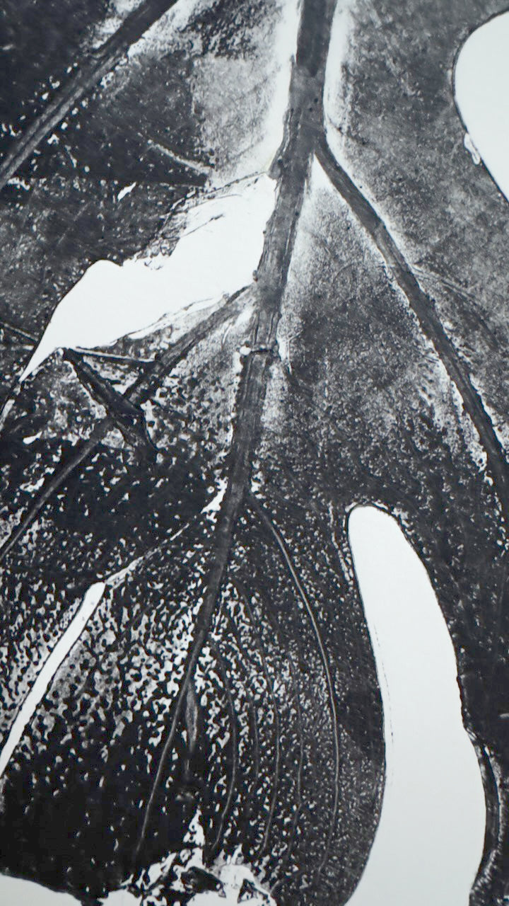 Real Monsteras Leaves PRINT 76x56cm