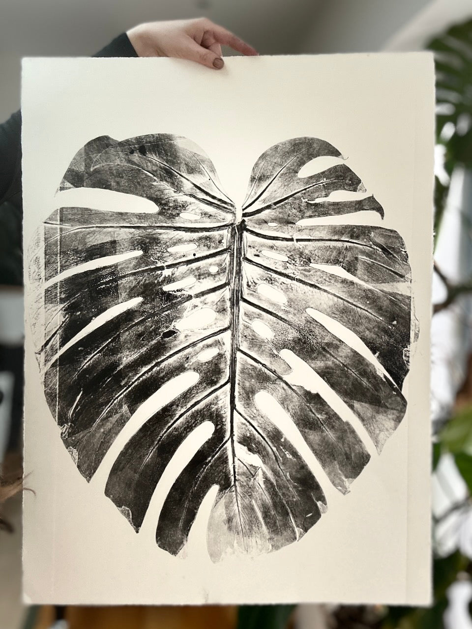 Real Monsteras Leaves PRINT 76x56cm