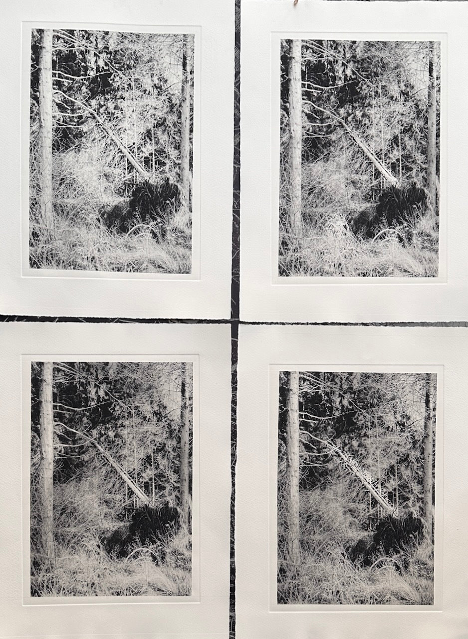Forest / Photopolymer / 38x28cm