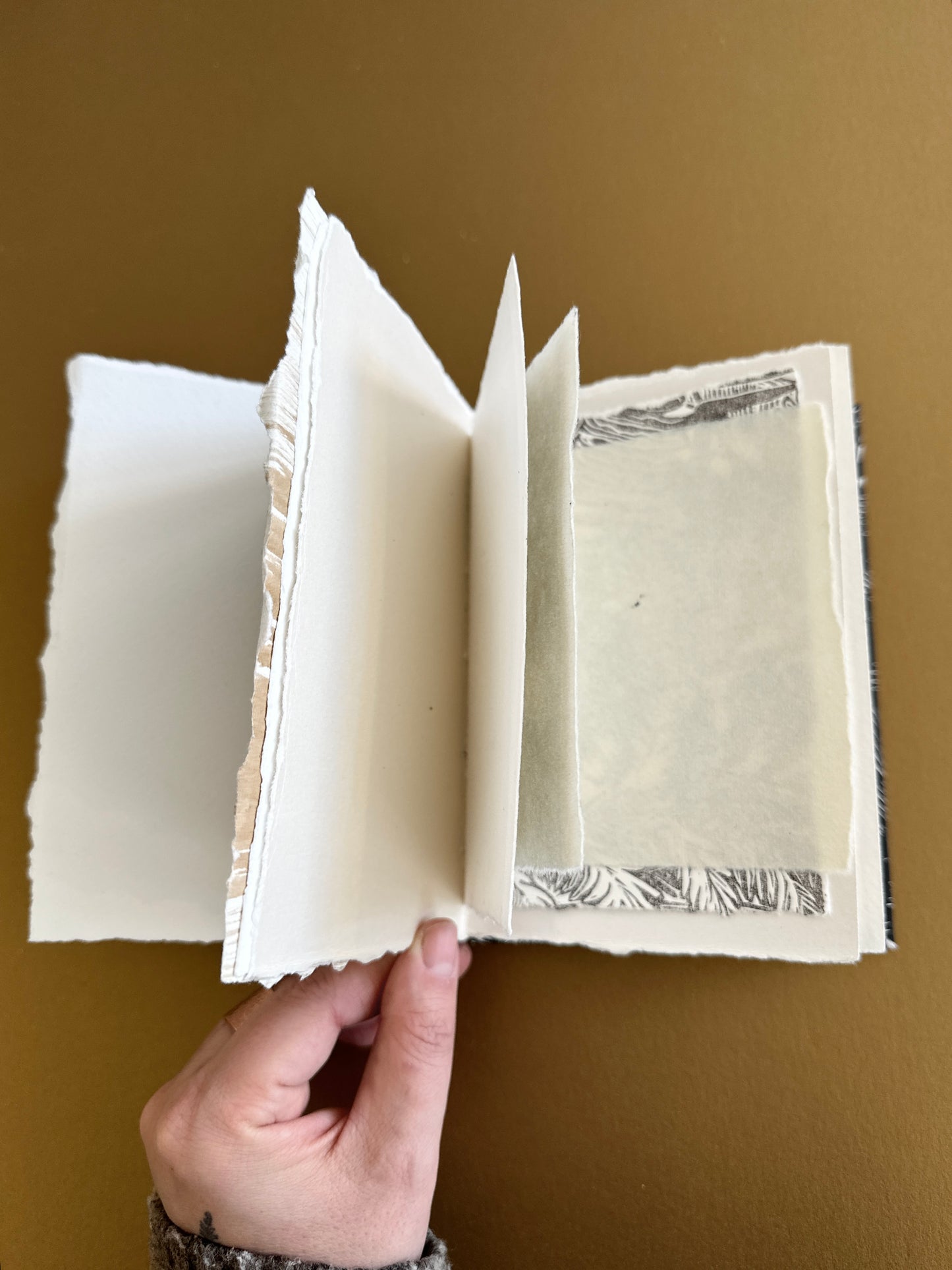 SKETCH BOOK / Ferns