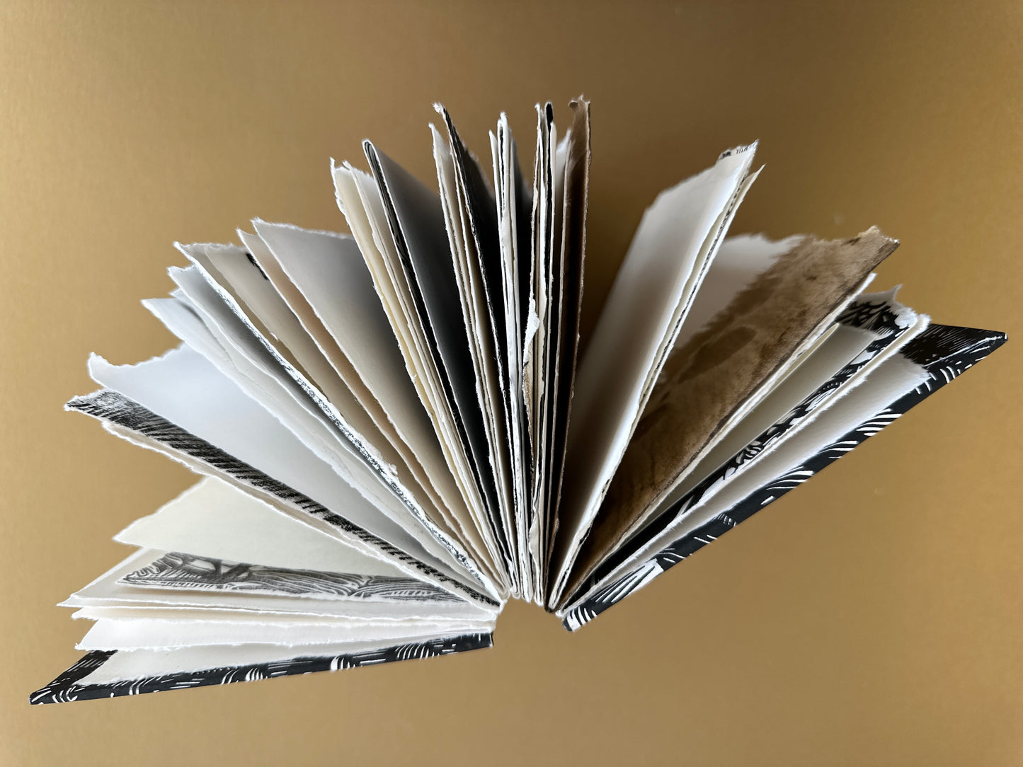 SKETCH BOOK / Ferns