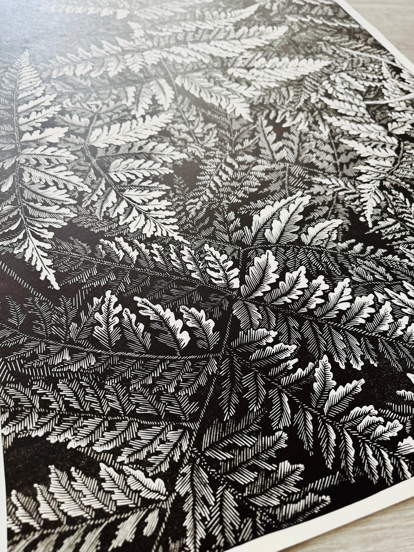 Ferns / 76x56 cm