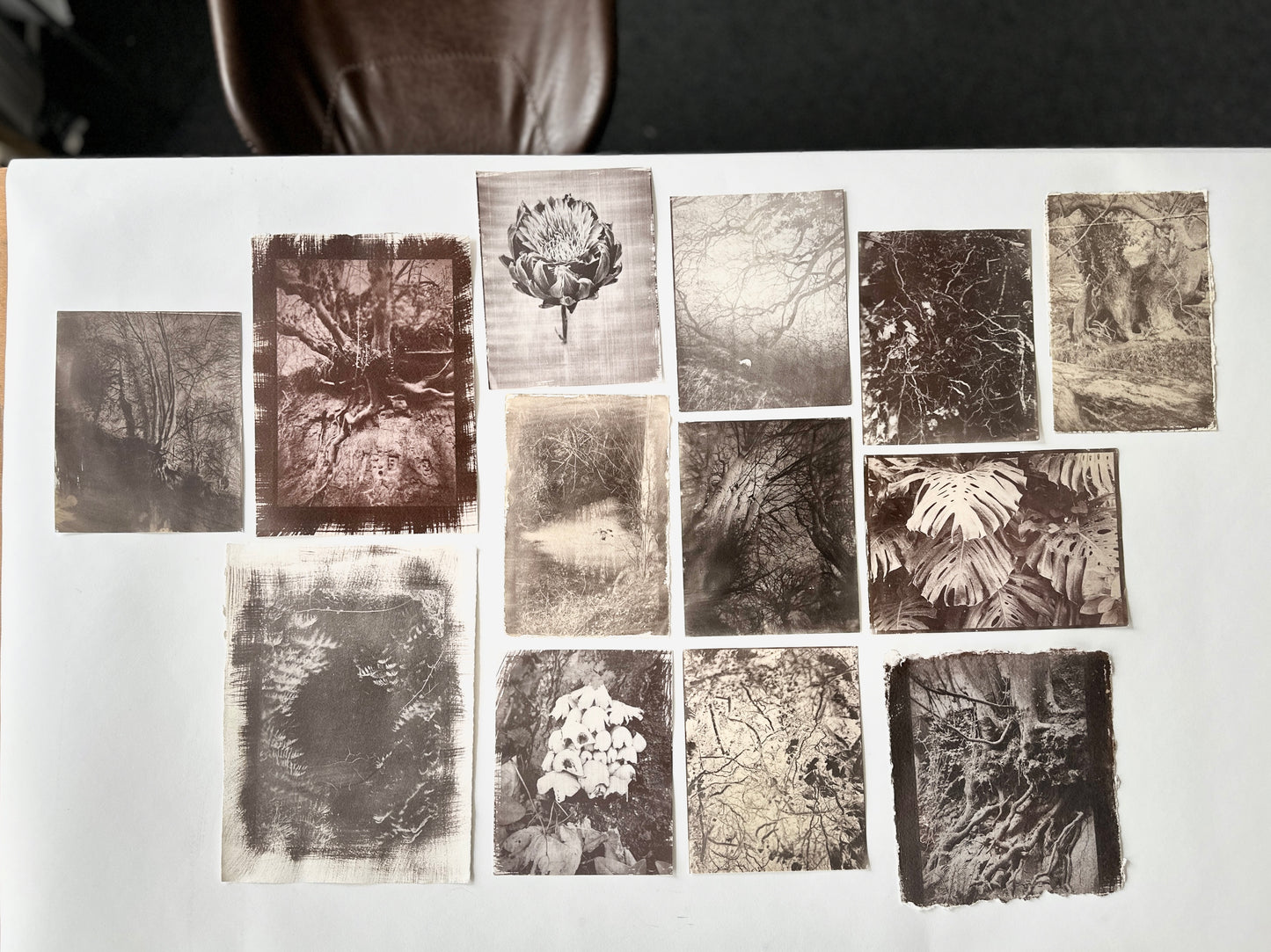 Protea / Van Dyke Brown Print / 25x20 cm