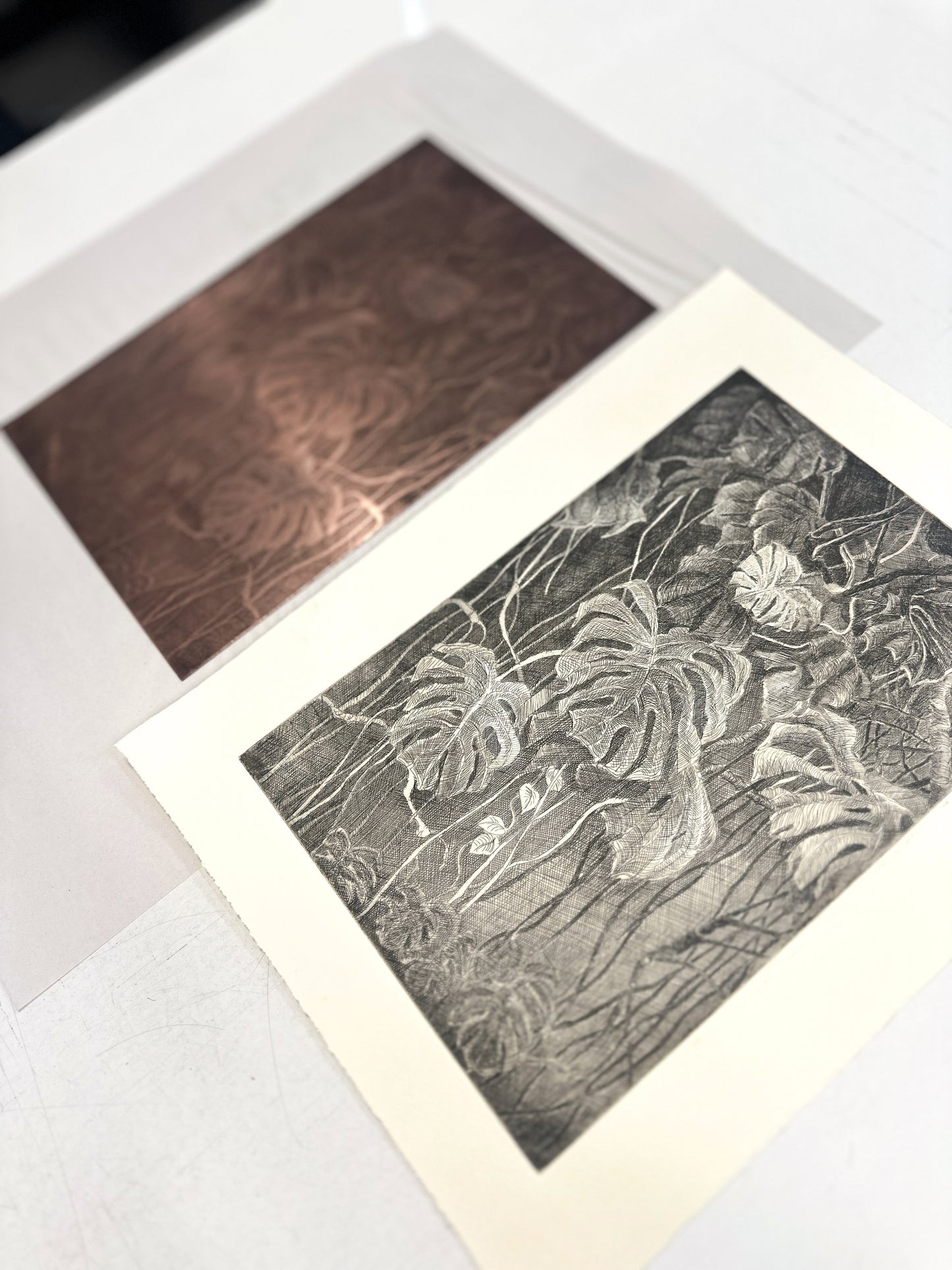 Monstera / Etching / 28x38cm