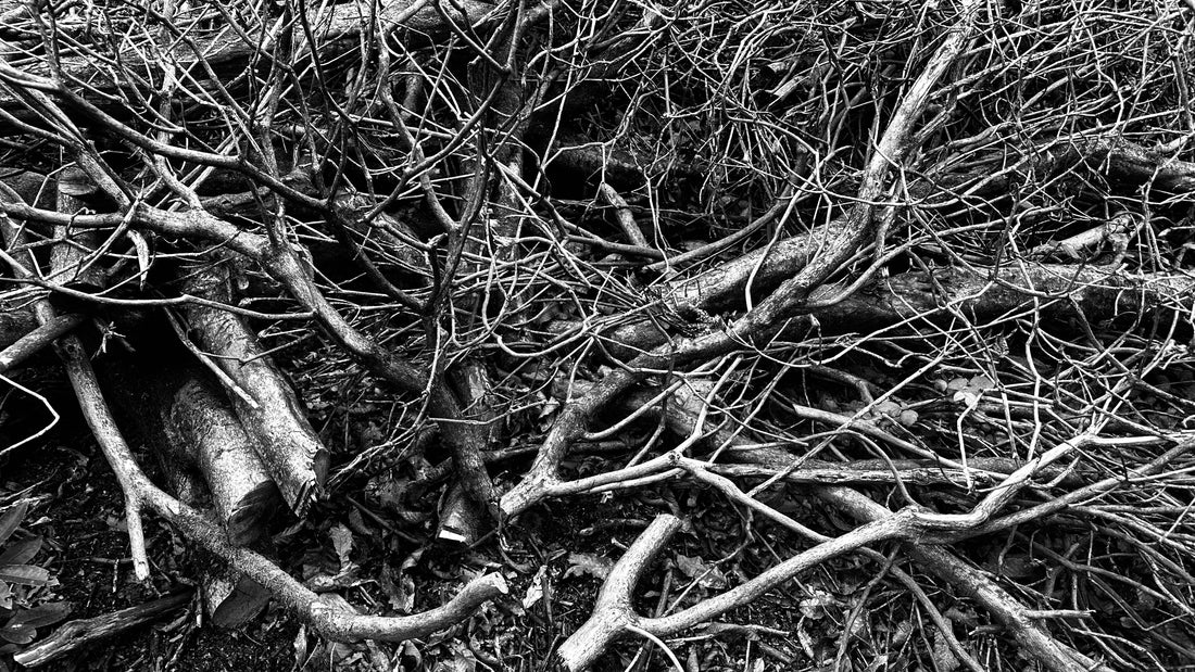 Rootlines: Digital Photography