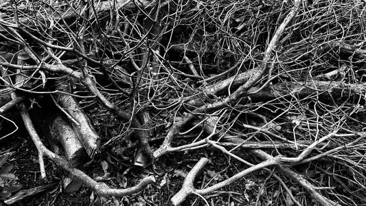 Rootlines: Digital Photography