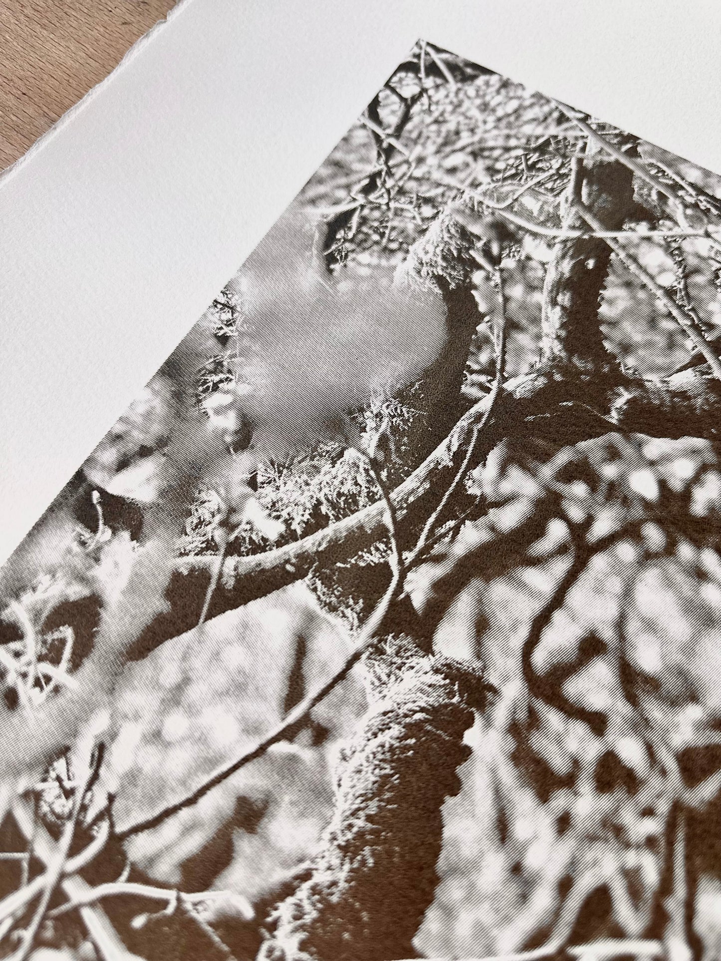 Echos I / Screen Print / 56x76cm