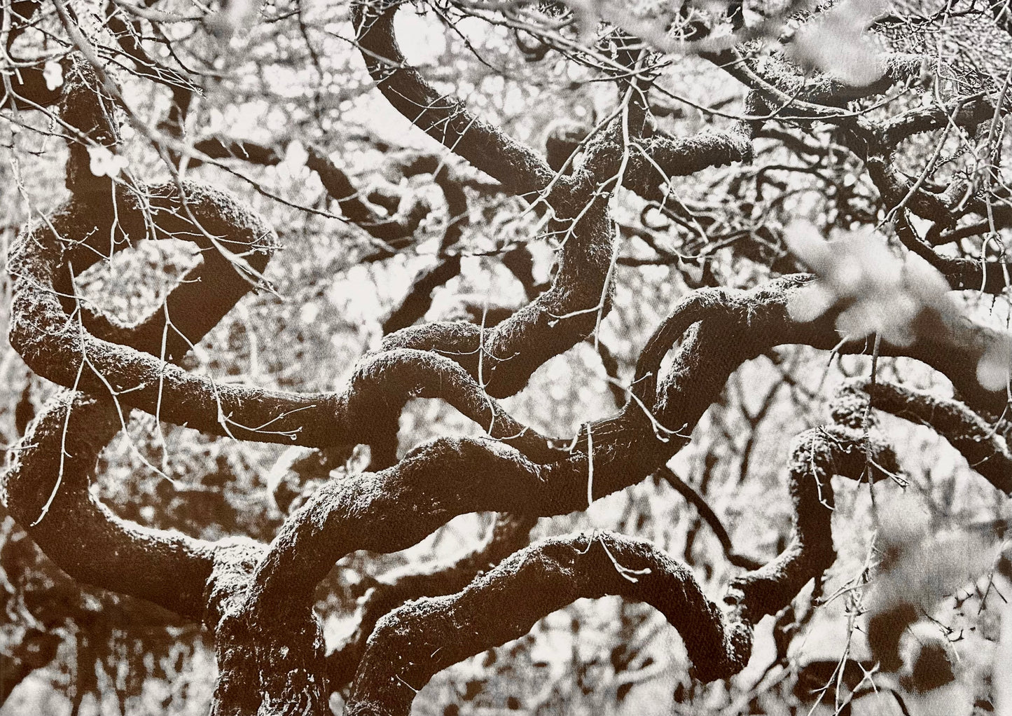 Echos I / Screen Print / 56x76cm