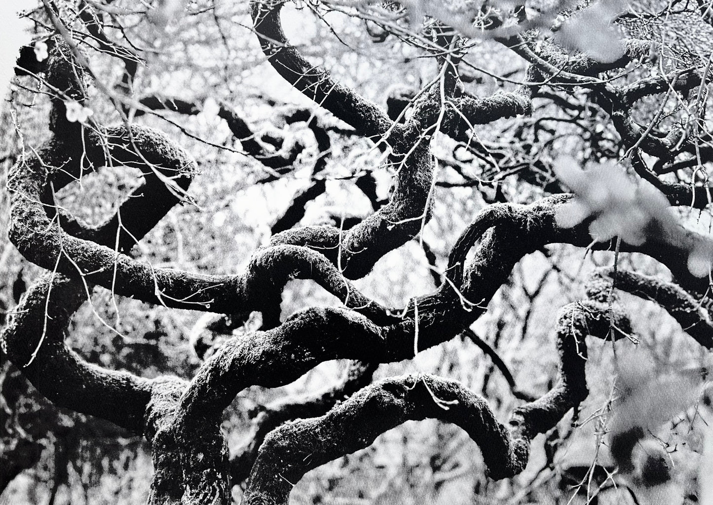 Echos I / Screen Print / 56x76cm