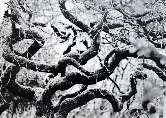 Echos I / Screen Print / 56x76cm