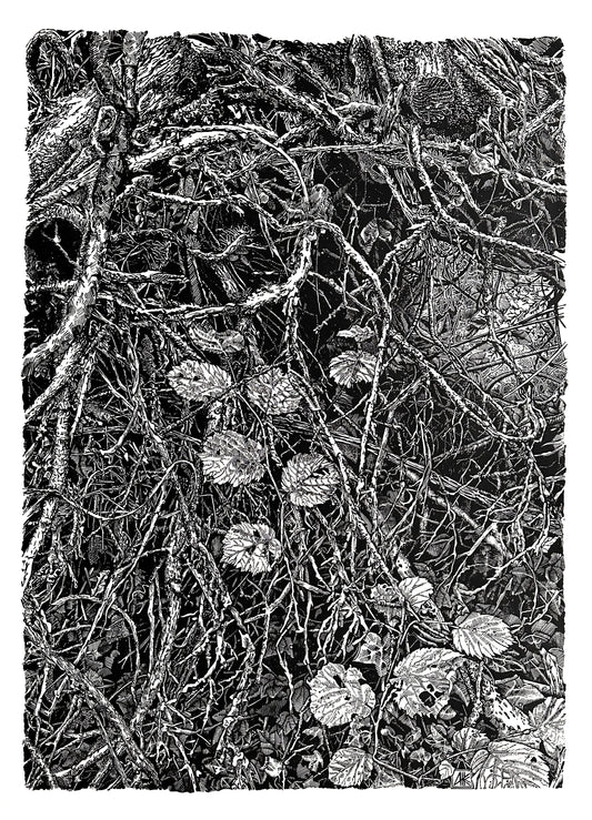 Roots / 76x56 cm