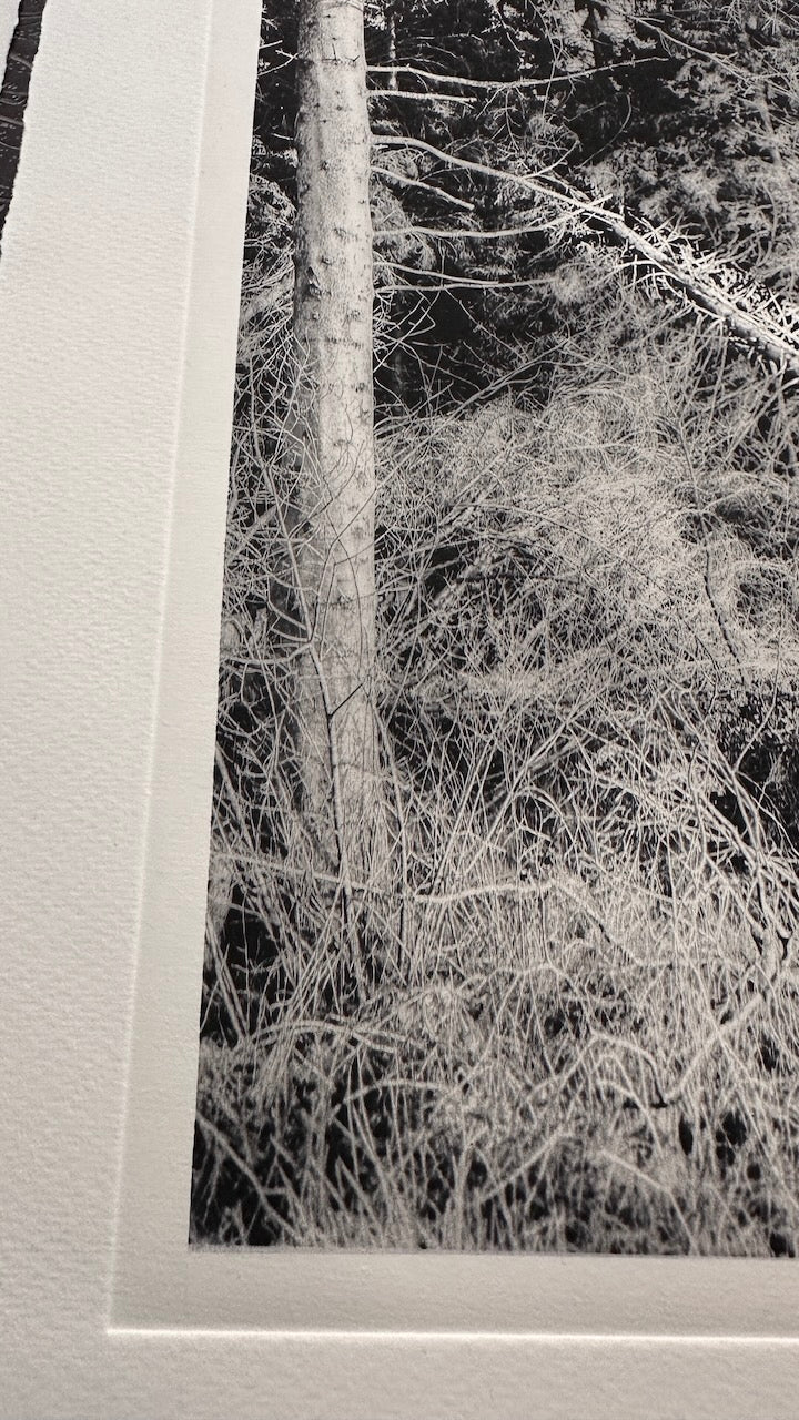 Forest / Photopolymer / 38x28cm