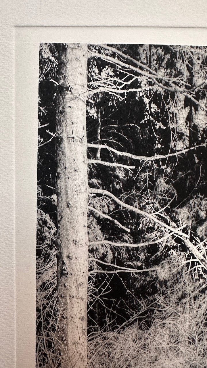 Forest / Photopolymer / 38x28cm