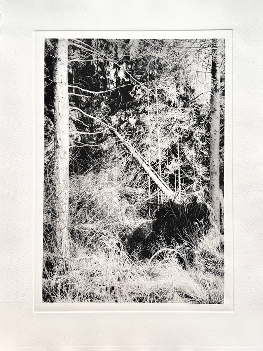 Forest / Photopolymer / 38x28cm