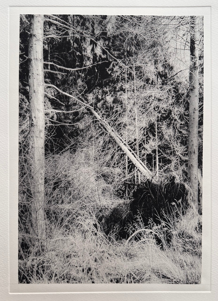 Forest / Photopolymer / 38x28cm