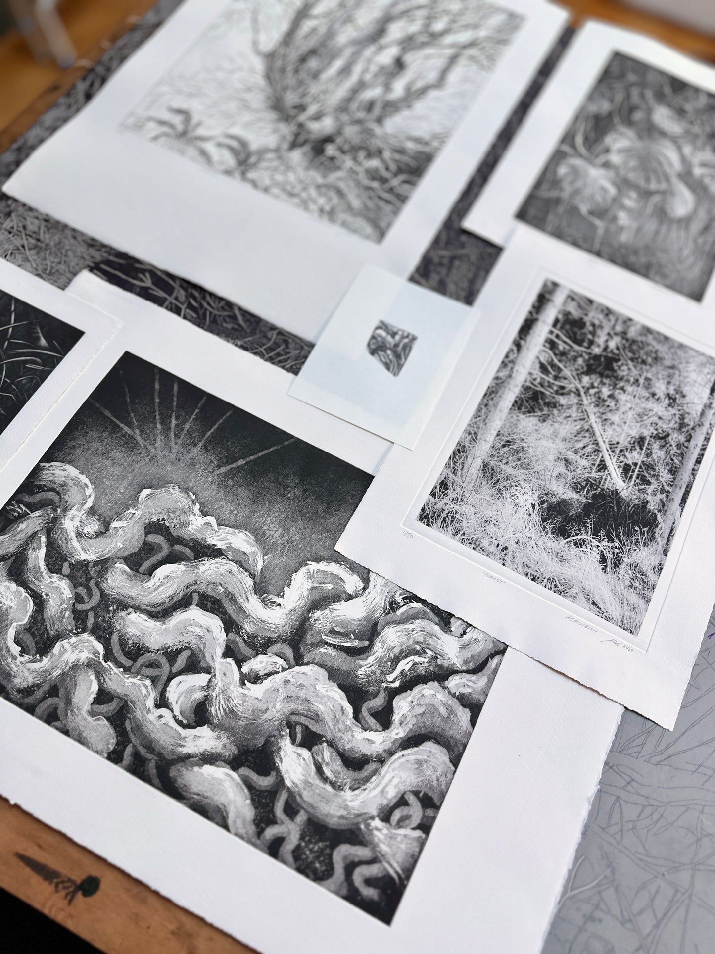 Rootlines: Collector's Portfolio / SET of 6