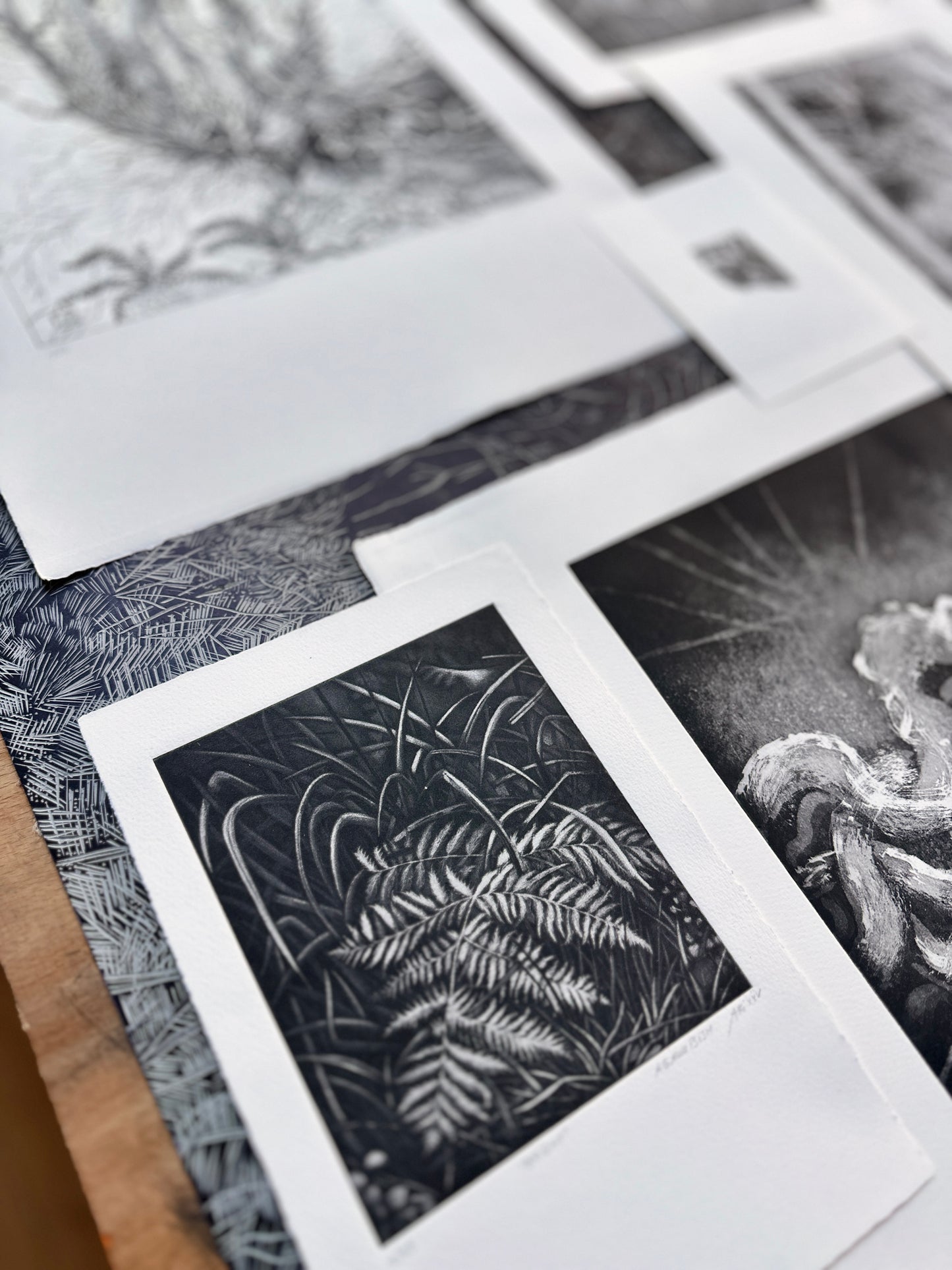 Rootlines: Collector's Portfolio / SET of 6