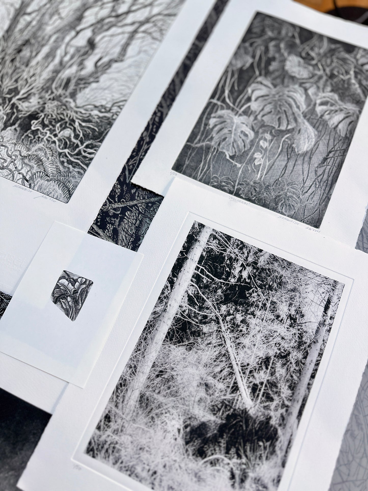 Rootlines: Collector's Portfolio / SET of 6
