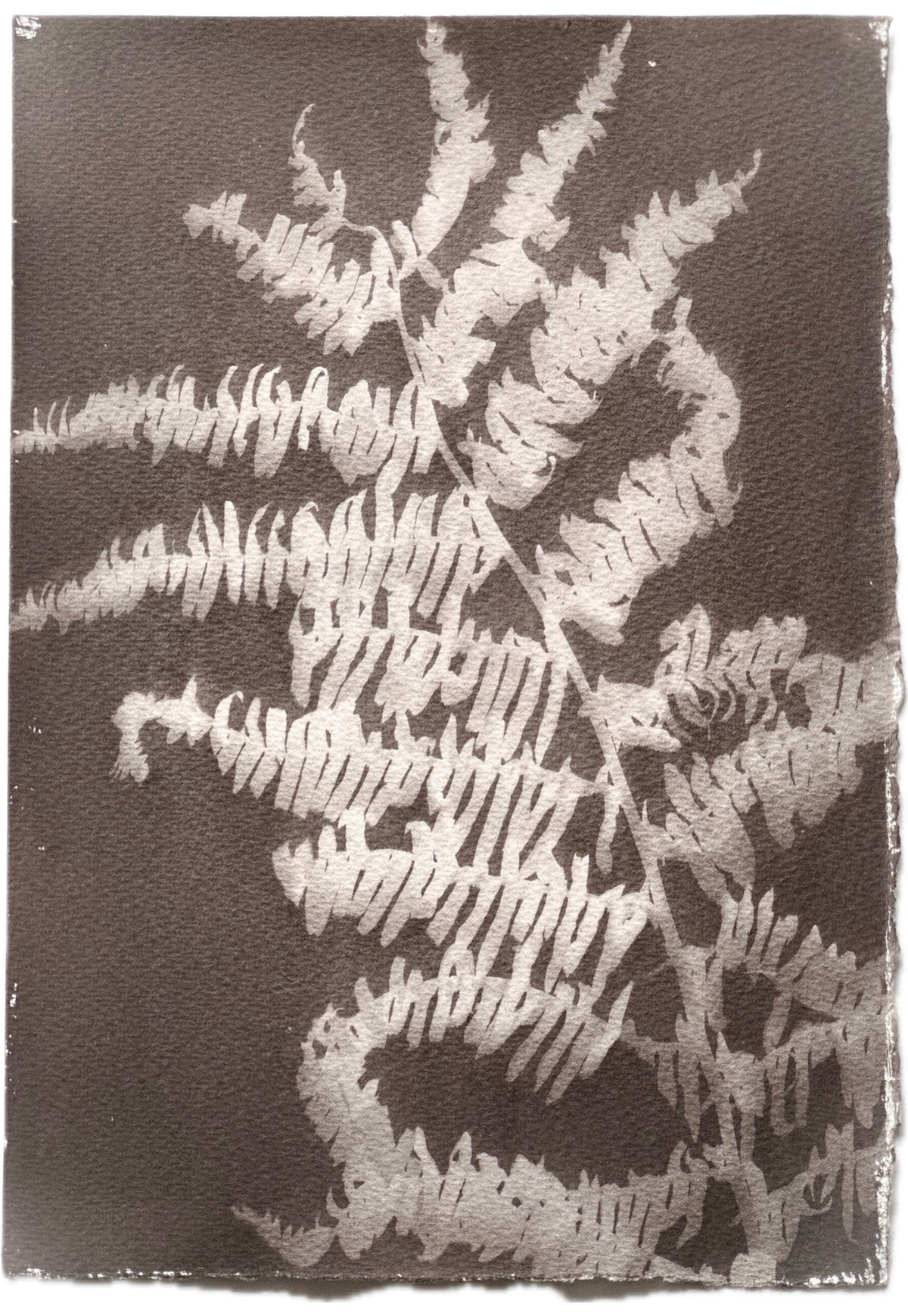 Fern / 19x27cm