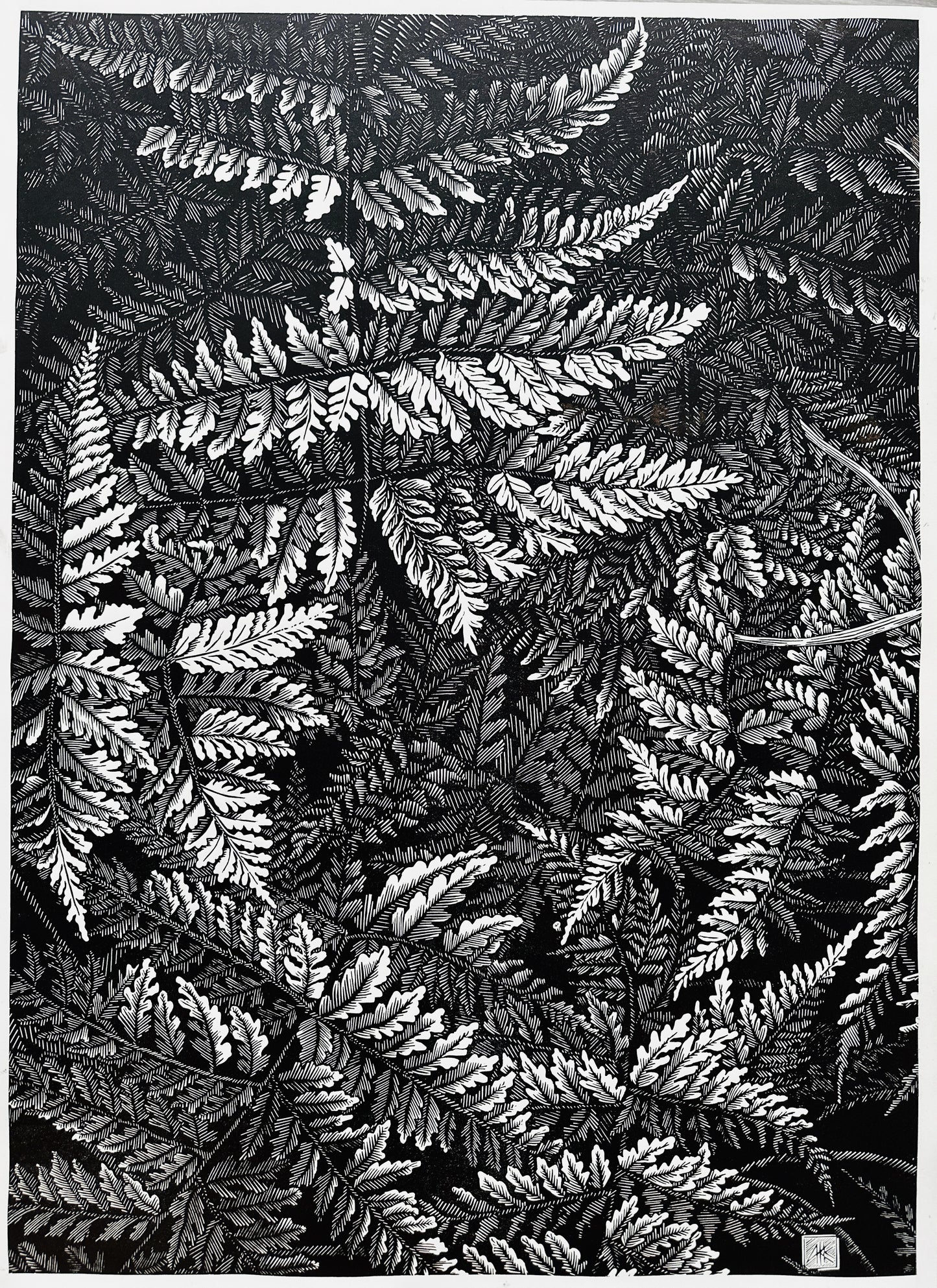 Ferns / 76x56 cm