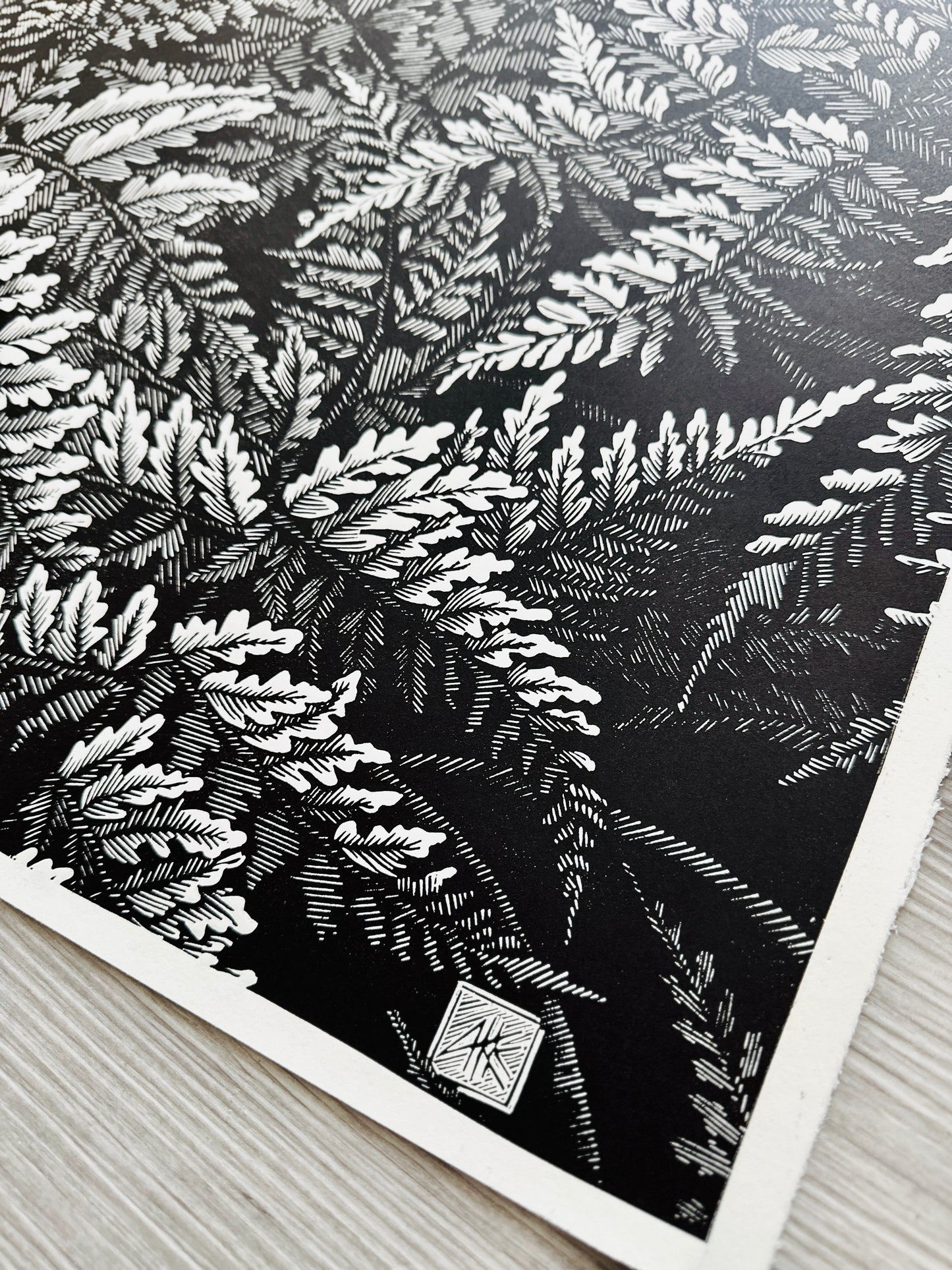 Ferns / 76x56 cm