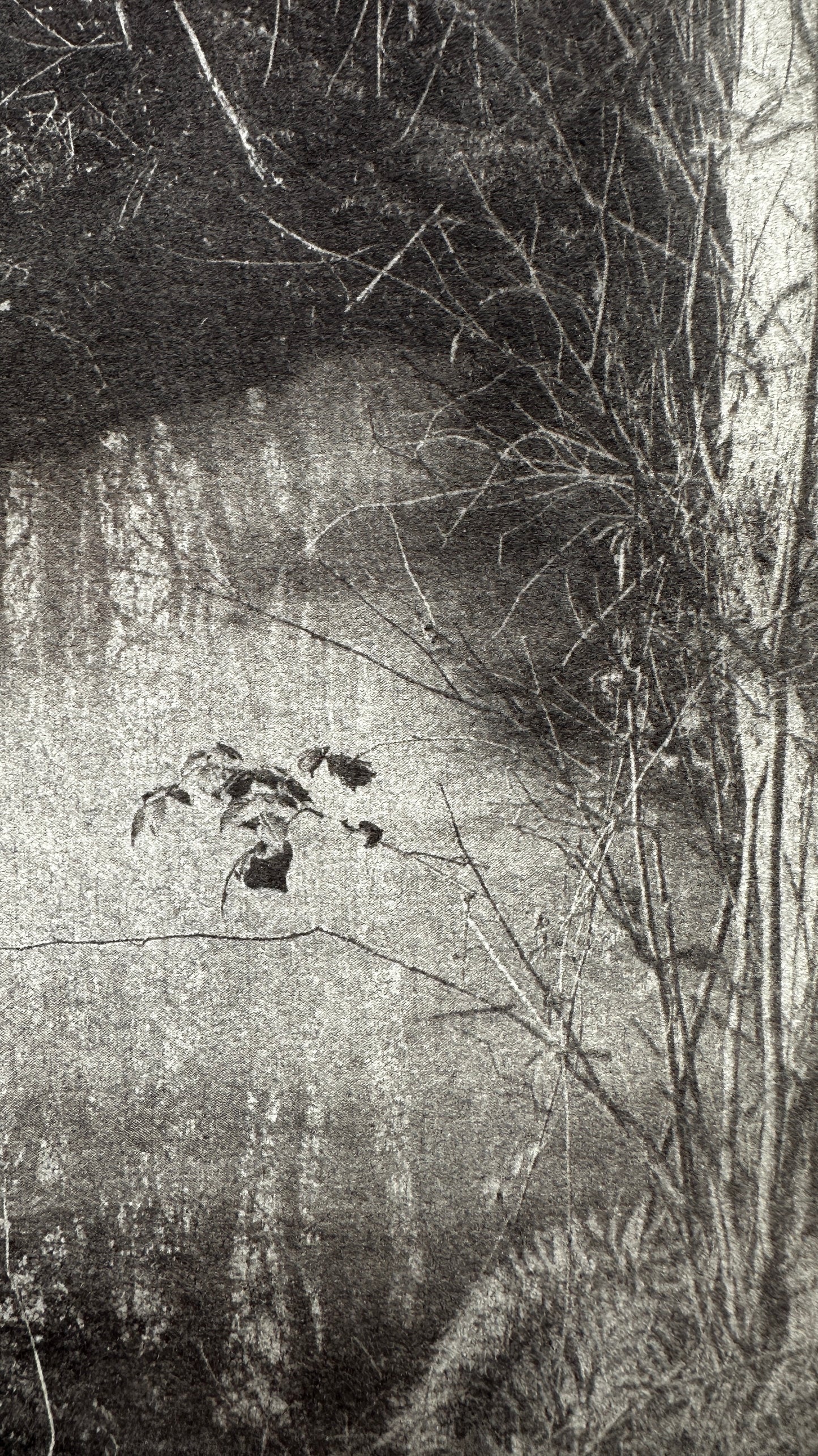 Still Water / Van Dyke Brown Print / 20x28 cm