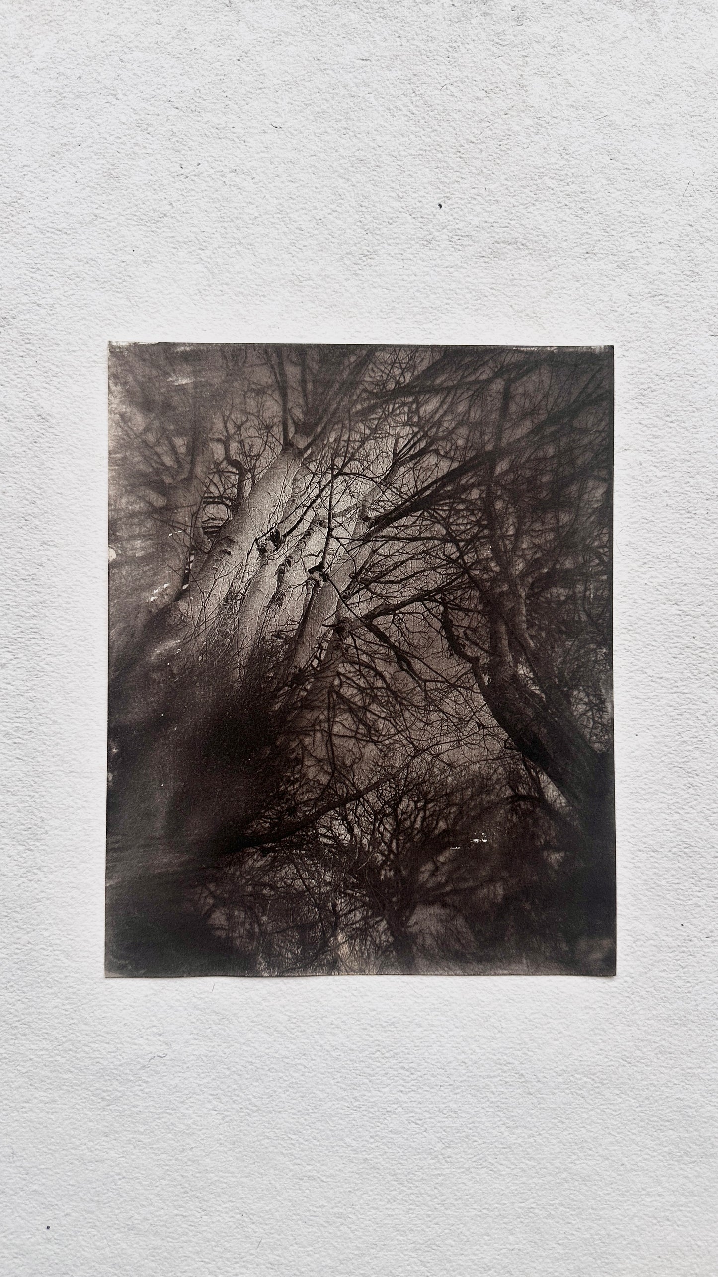 Convergence / Van Dyke Brown Print / 20x25 cm