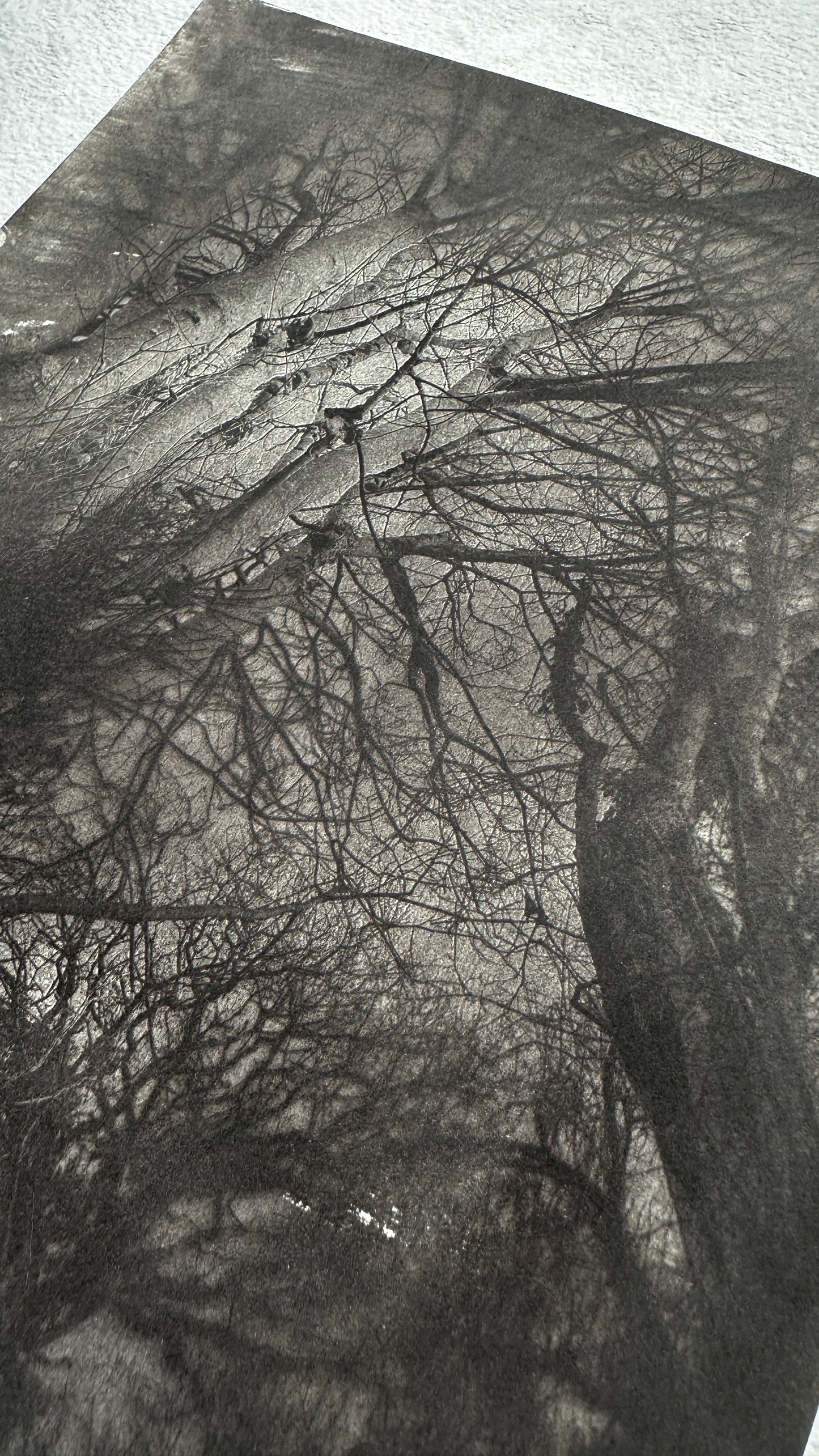Convergence / Van Dyke Brown Print / 20x25 cm