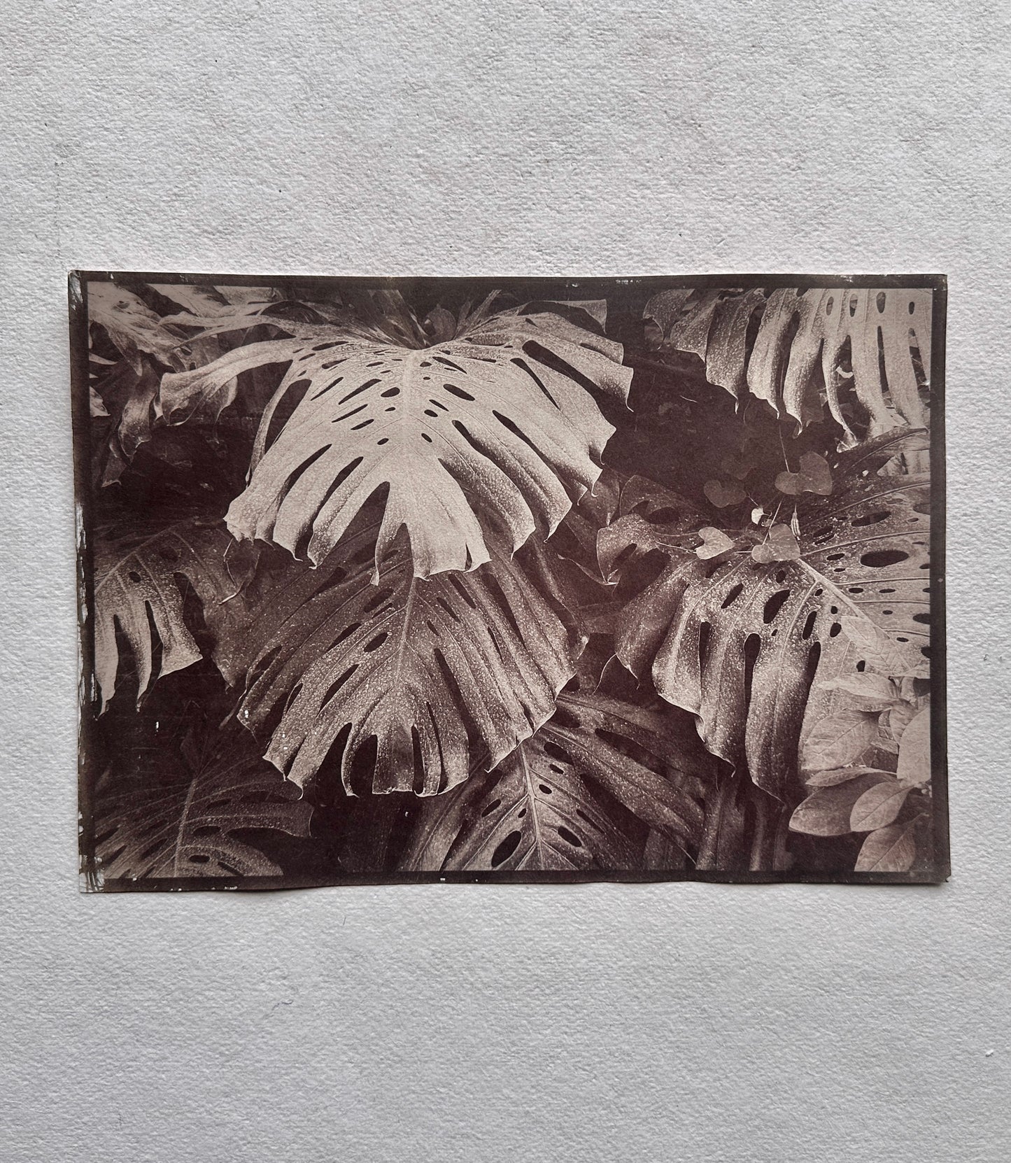 Canopy / Van Dyke Brown Print / 29x20 cm