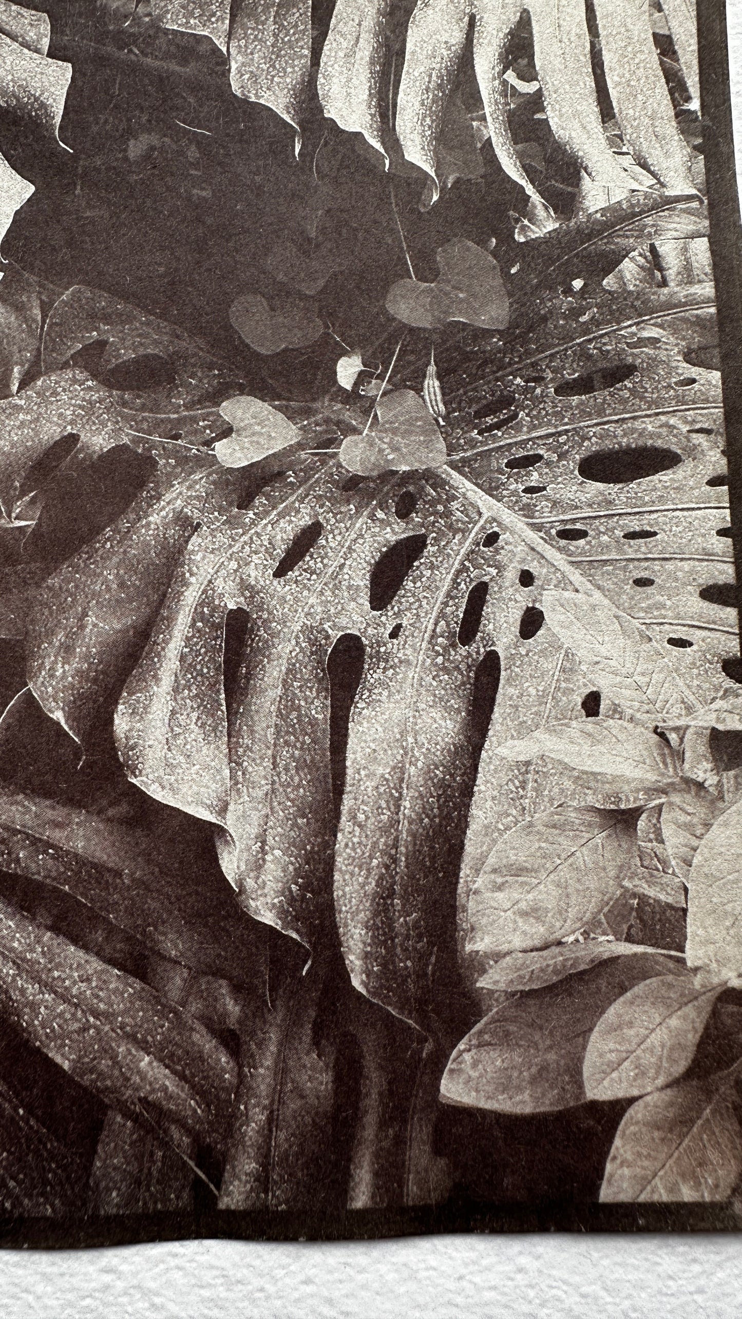 Canopy / Van Dyke Brown Print / 29x20 cm