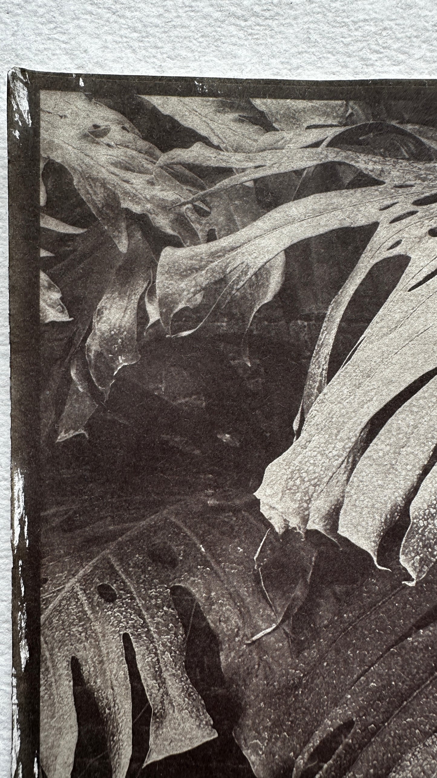 Canopy / Van Dyke Brown Print / 29x20 cm