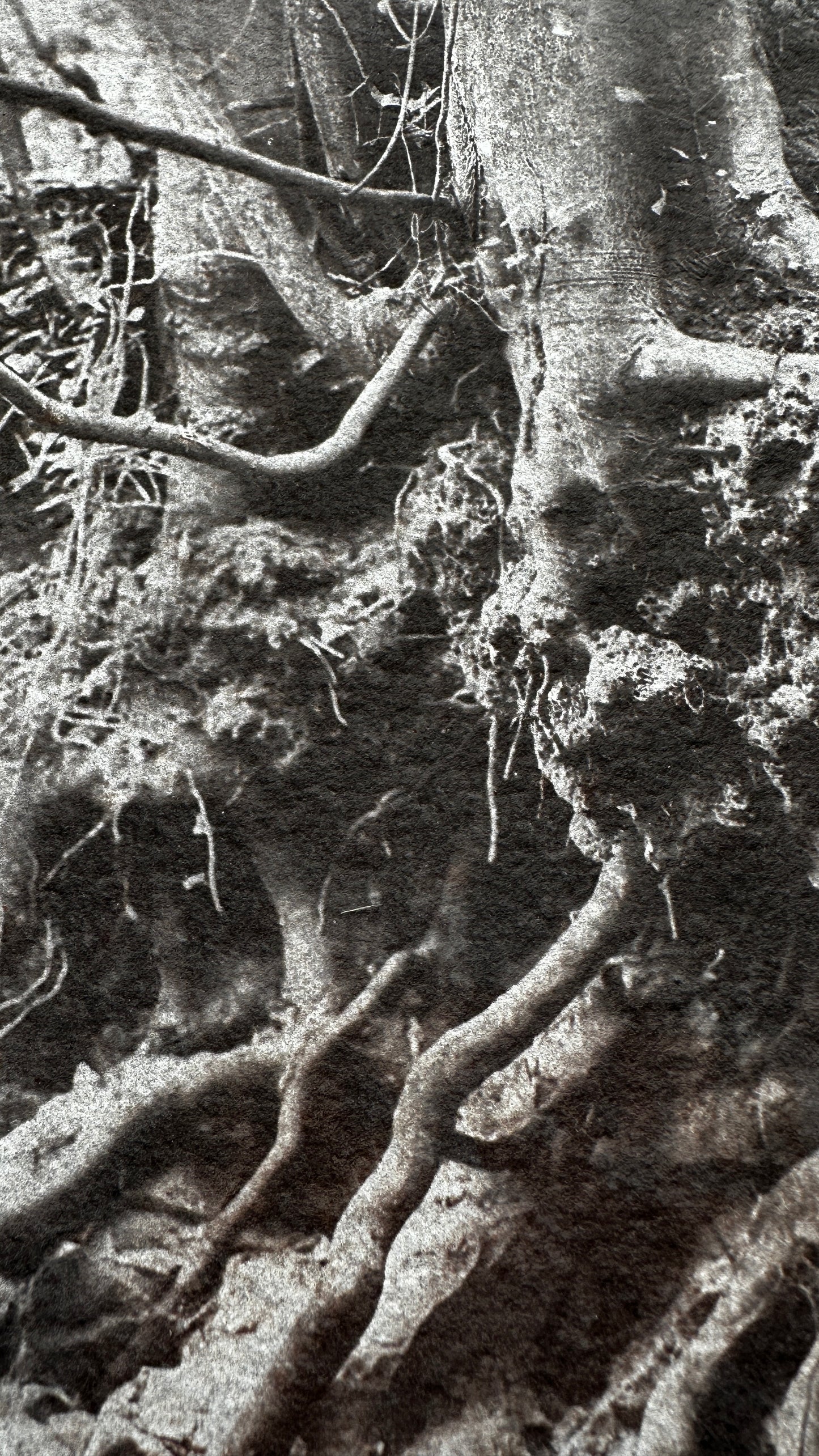 Anchored / Van Dyke Brown Print / 28x28 cm