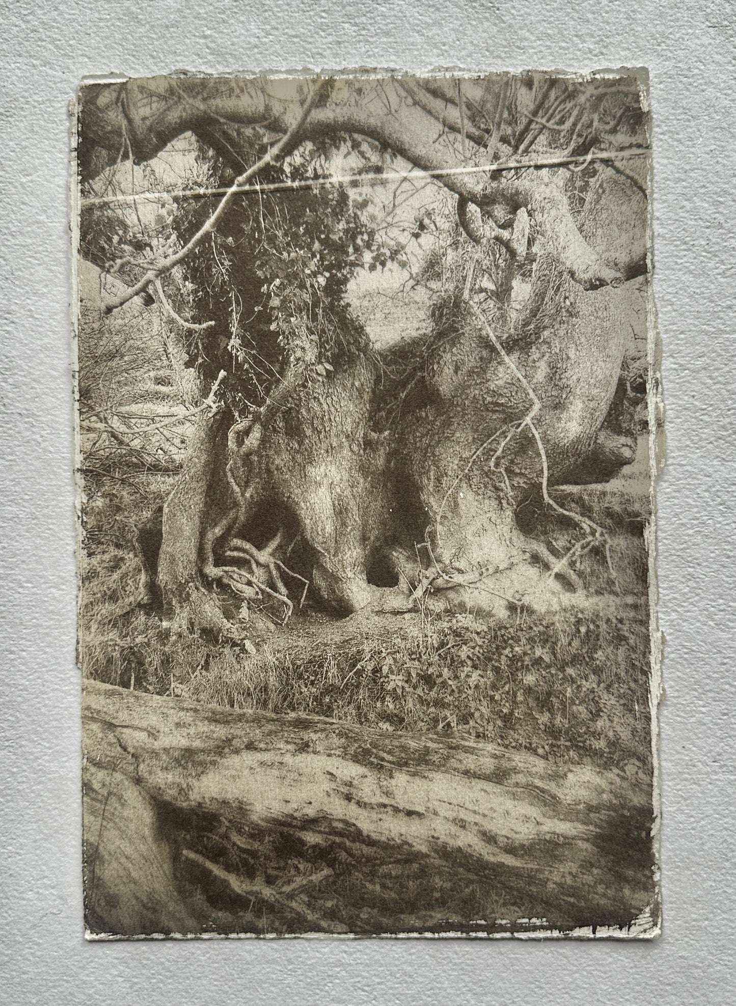 Hollow / Van Dyke Brown Print / 20x28 cm