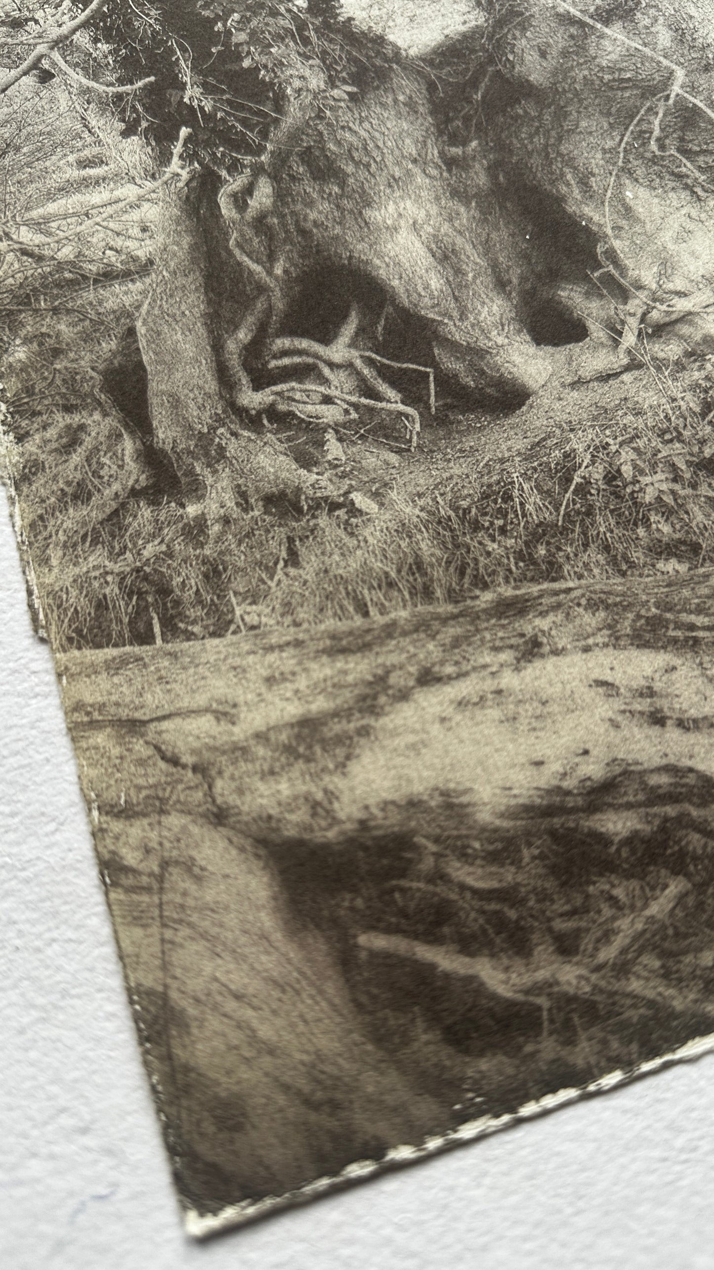 Hollow / Van Dyke Brown Print / 20x28 cm