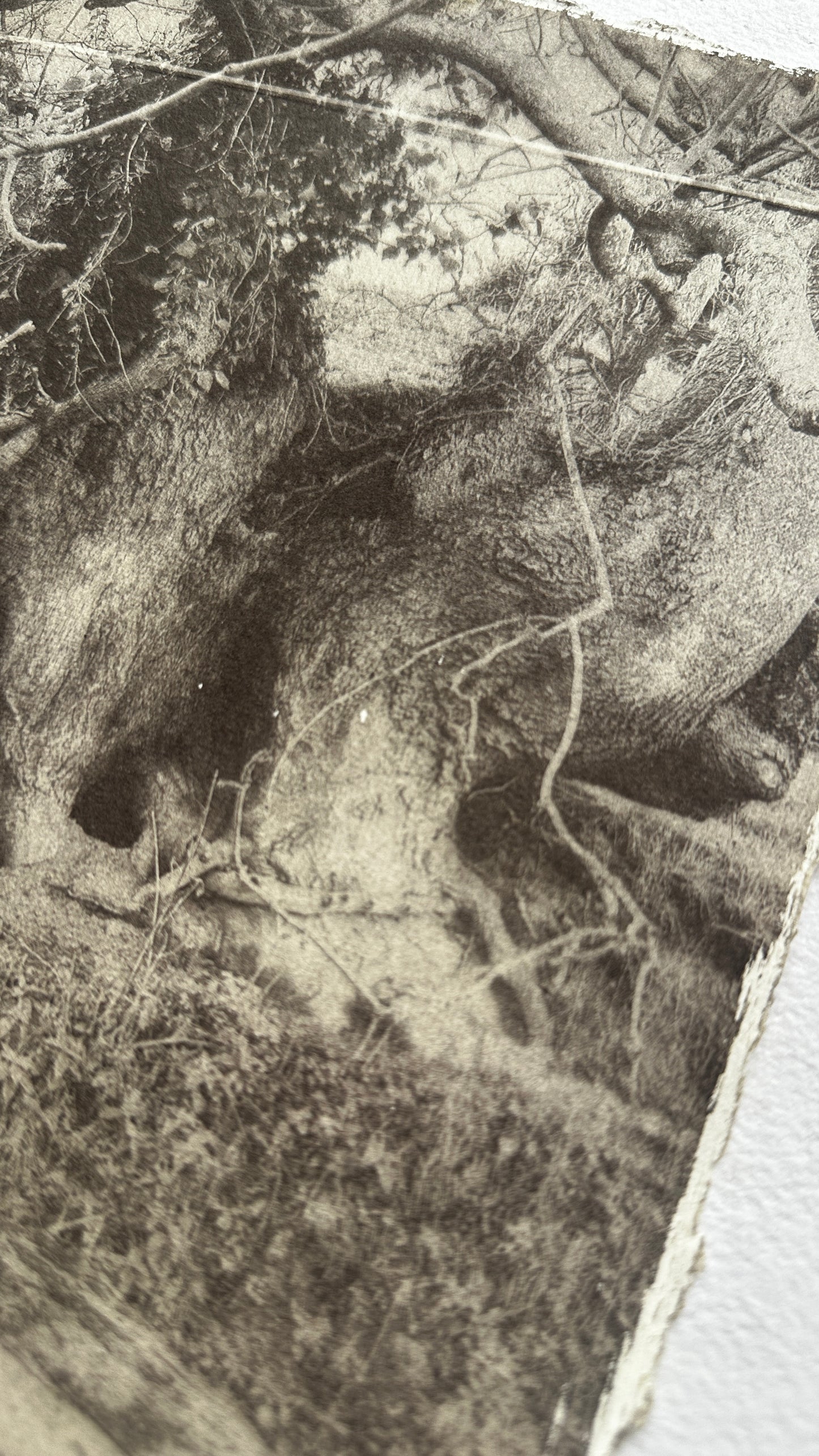 Hollow / Van Dyke Brown Print / 20x28 cm