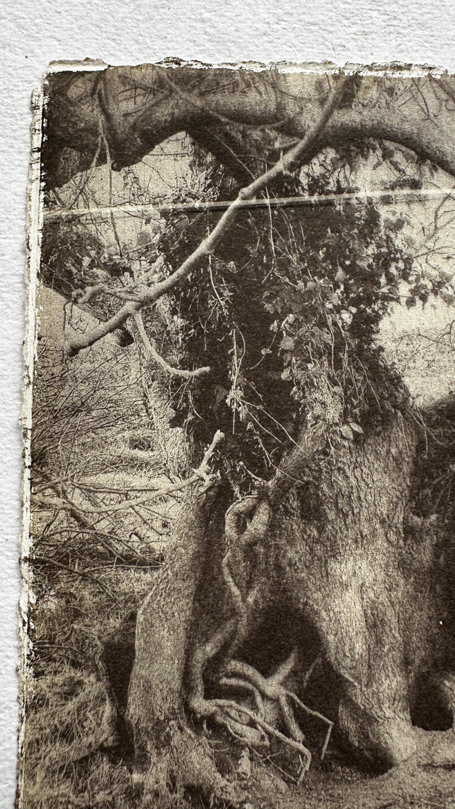 Hollow / Van Dyke Brown Print / 20x28 cm