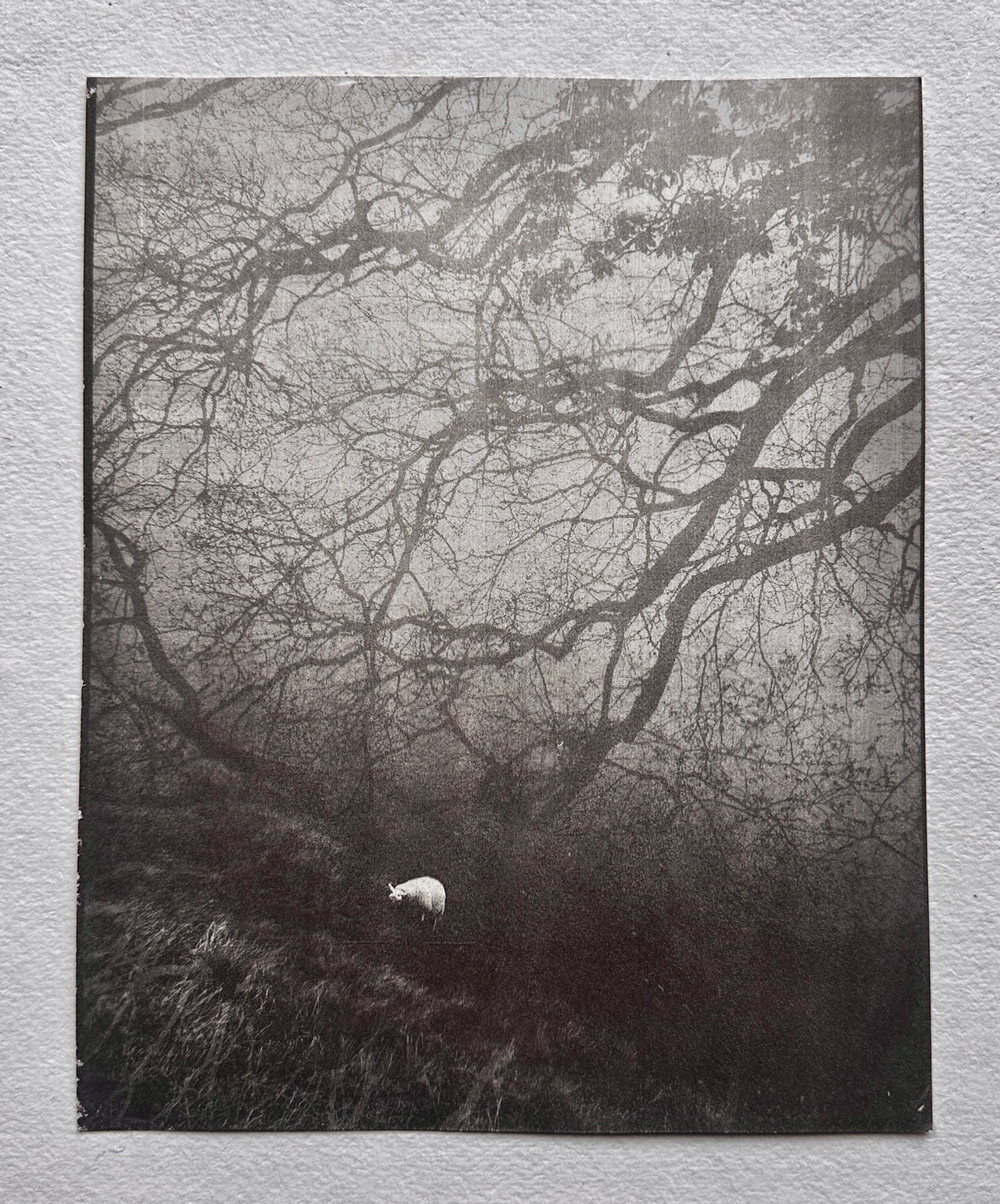 Signal / Van Dyke Brown Print / 20x25 cm