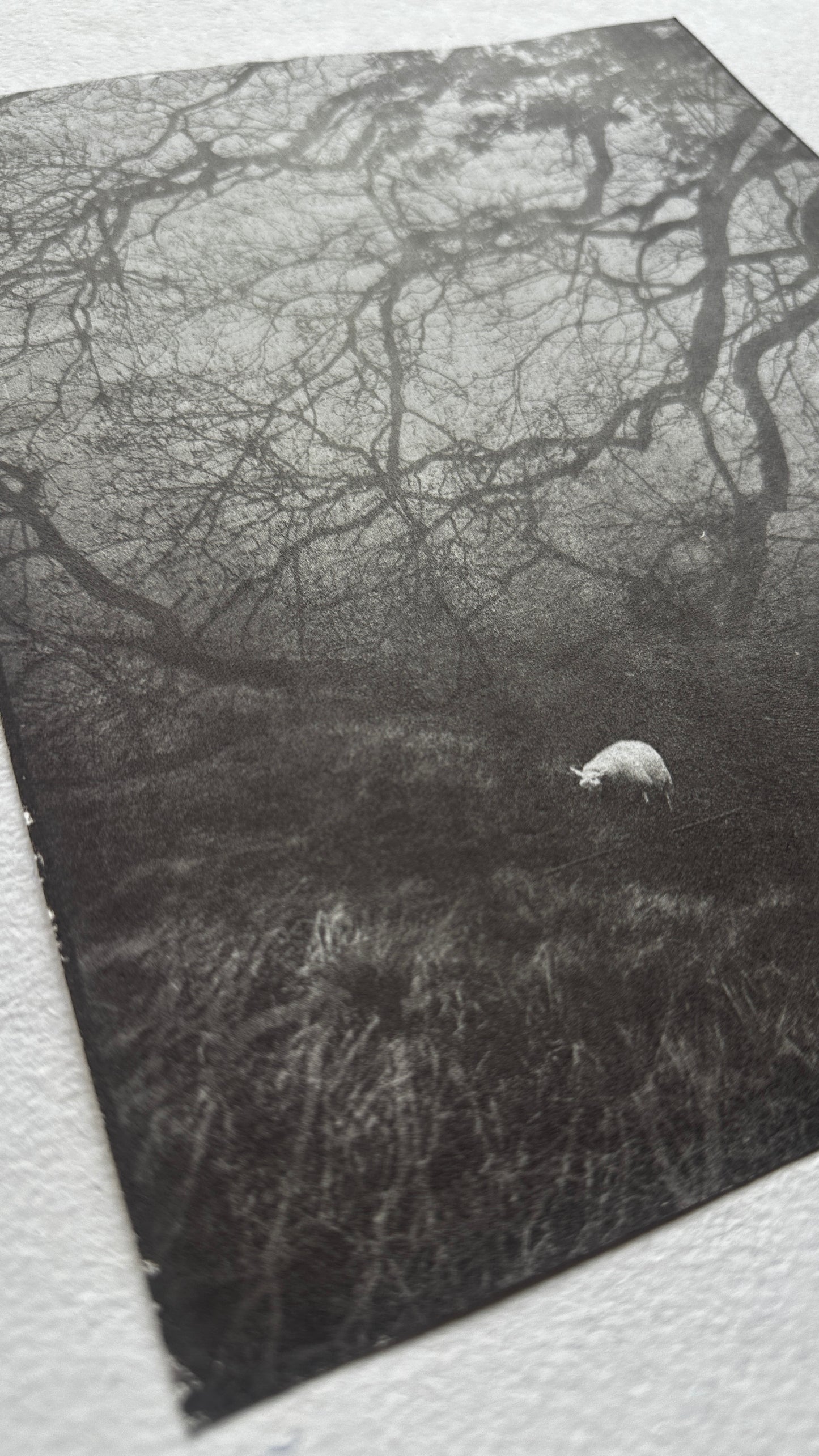 Signal / Van Dyke Brown Print / 20x25 cm
