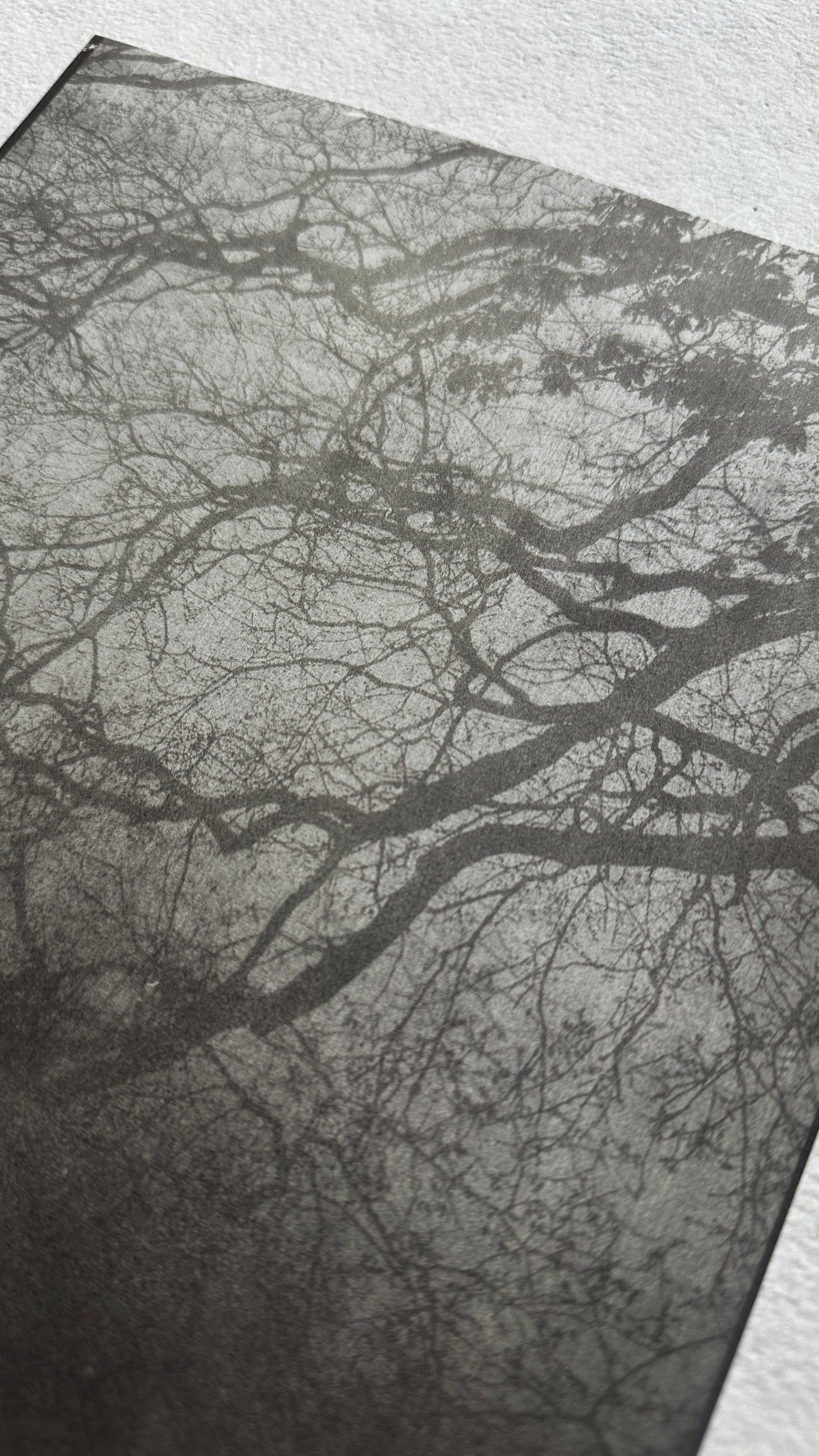 Signal / Van Dyke Brown Print / 20x25 cm