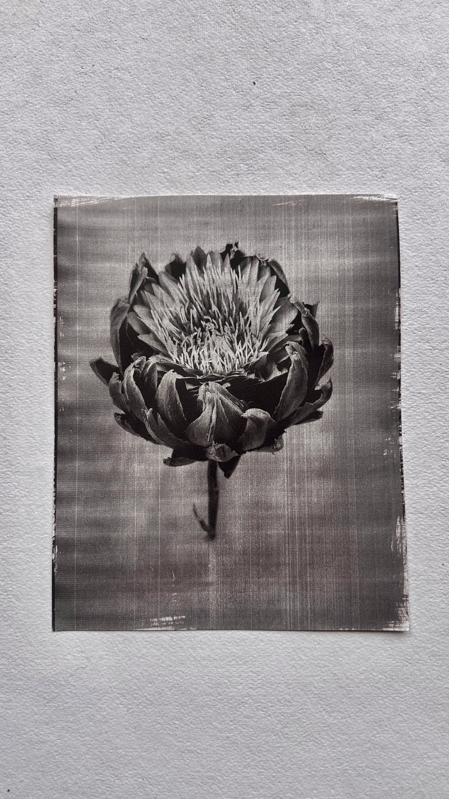Protea / Van Dyke Brown Print / 25x20 cm
