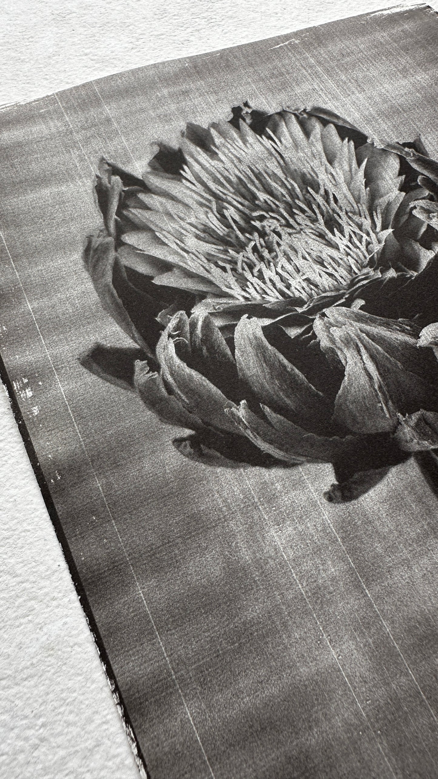 Protea / Van Dyke Brown Print / 25x20 cm