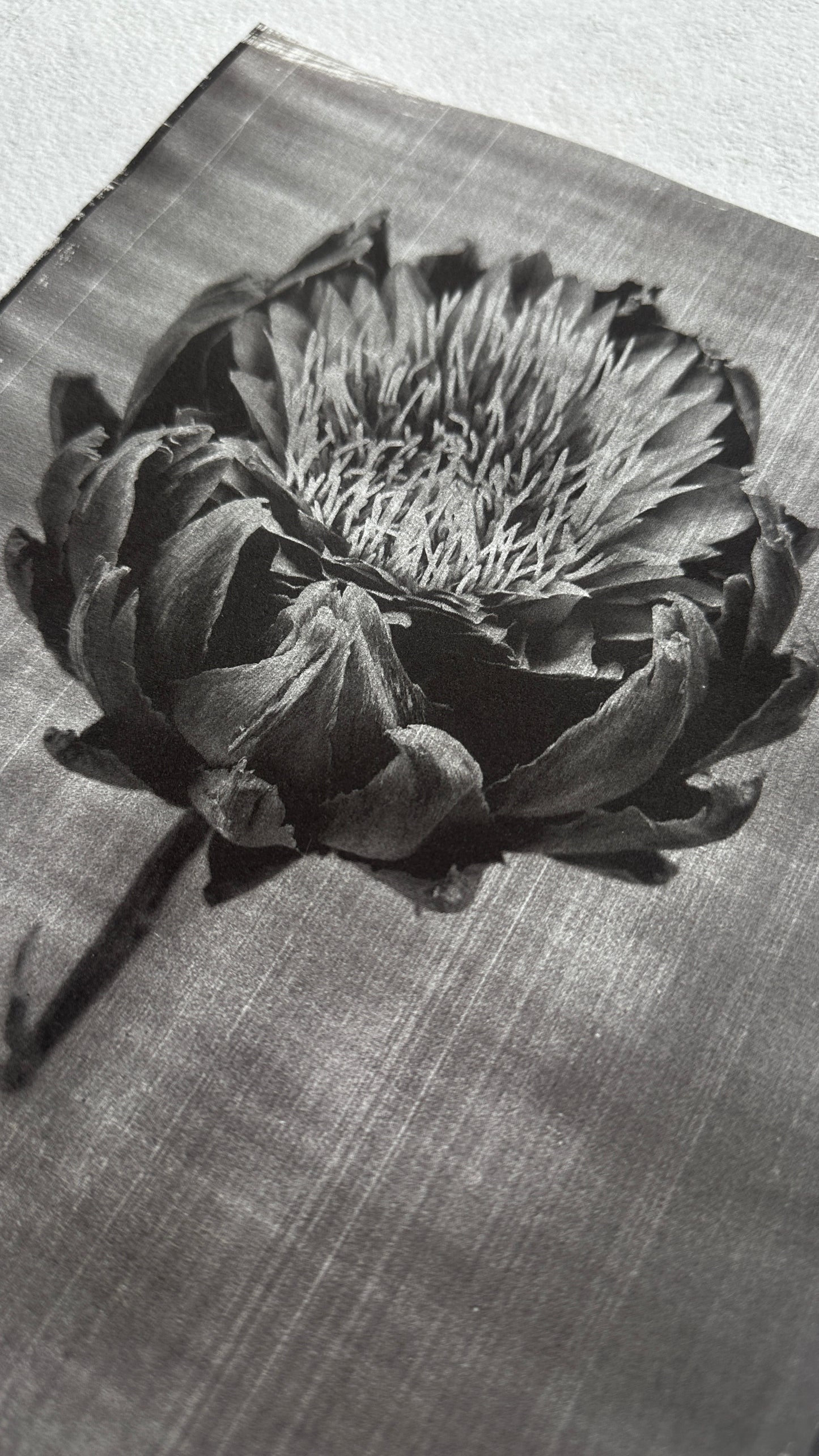Protea / Van Dyke Brown Print / 25x20 cm