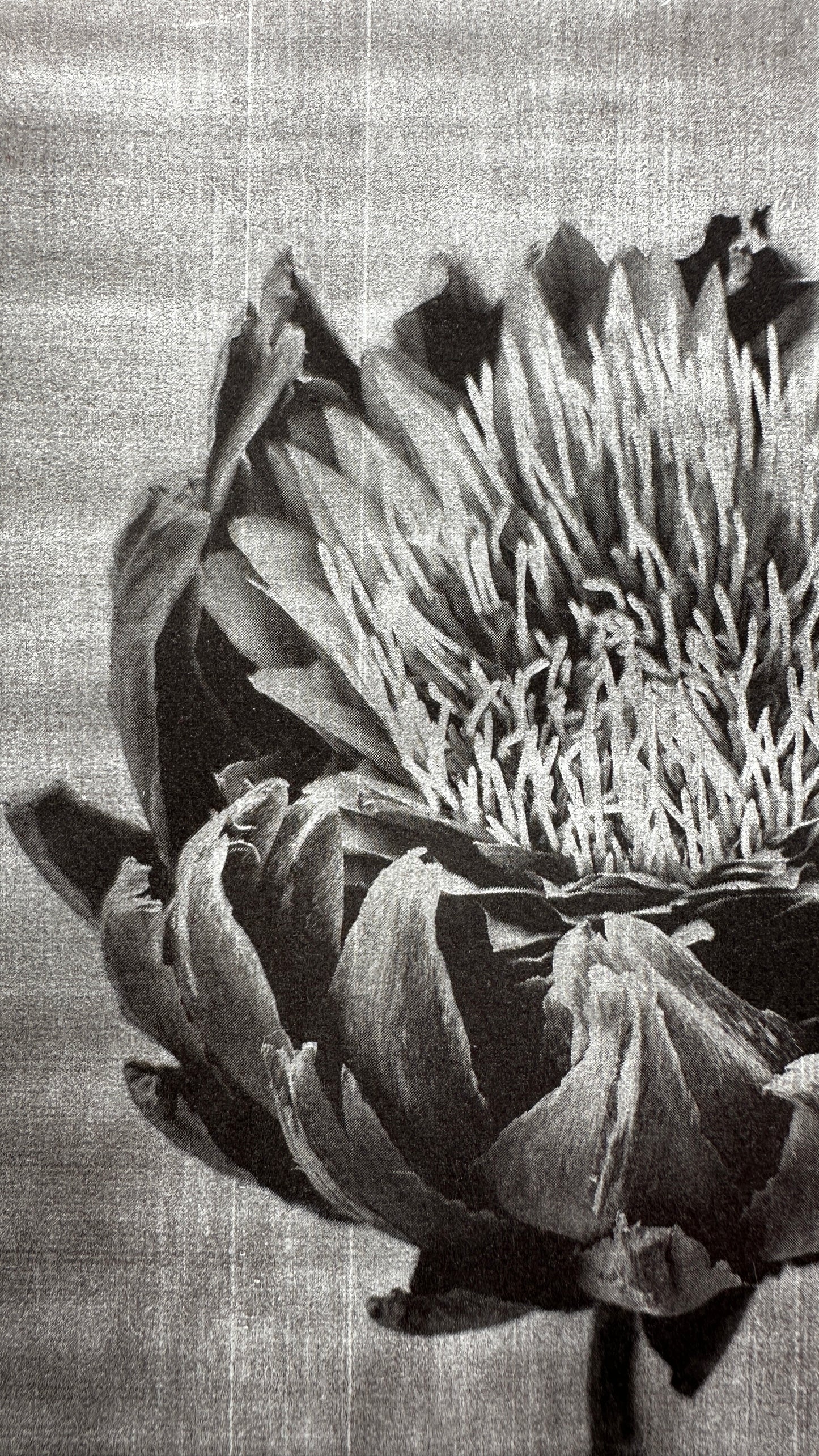 Protea / Van Dyke Brown Print / 25x20 cm
