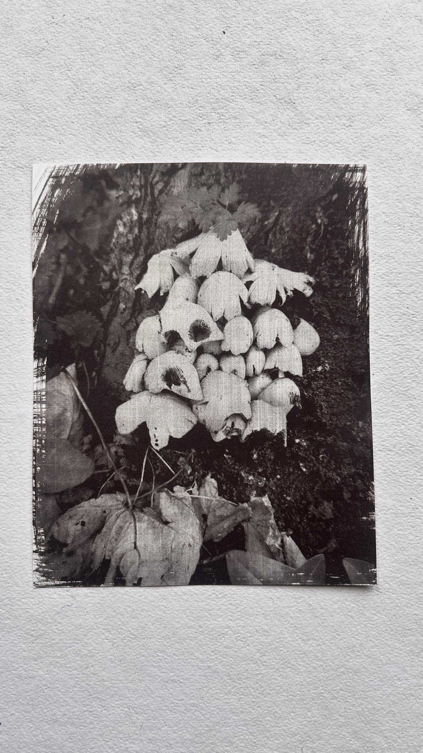Colony / Van Dyke Brown Print / 20x25 cm