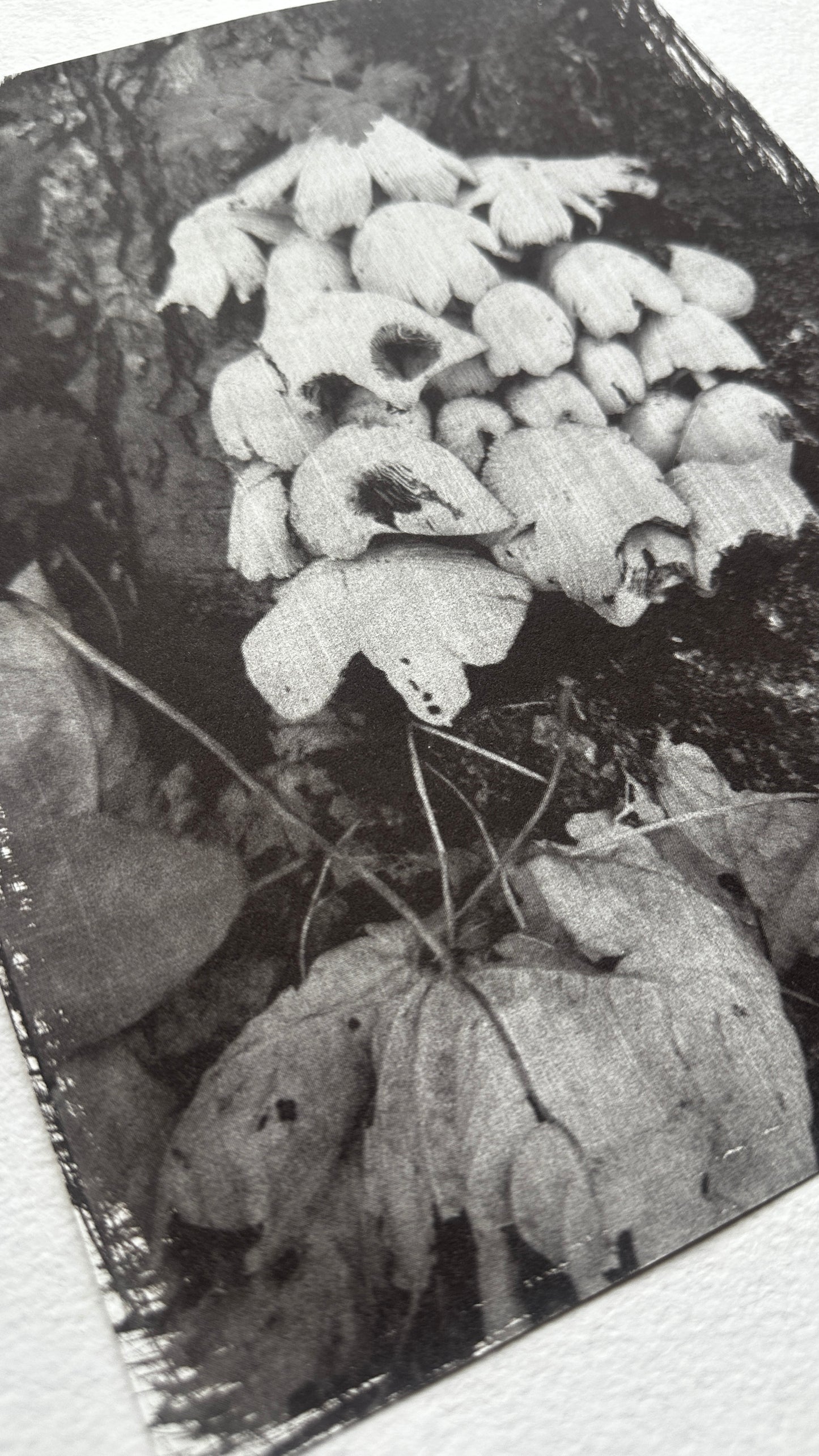 Colony / Van Dyke Brown Print / 20x25 cm
