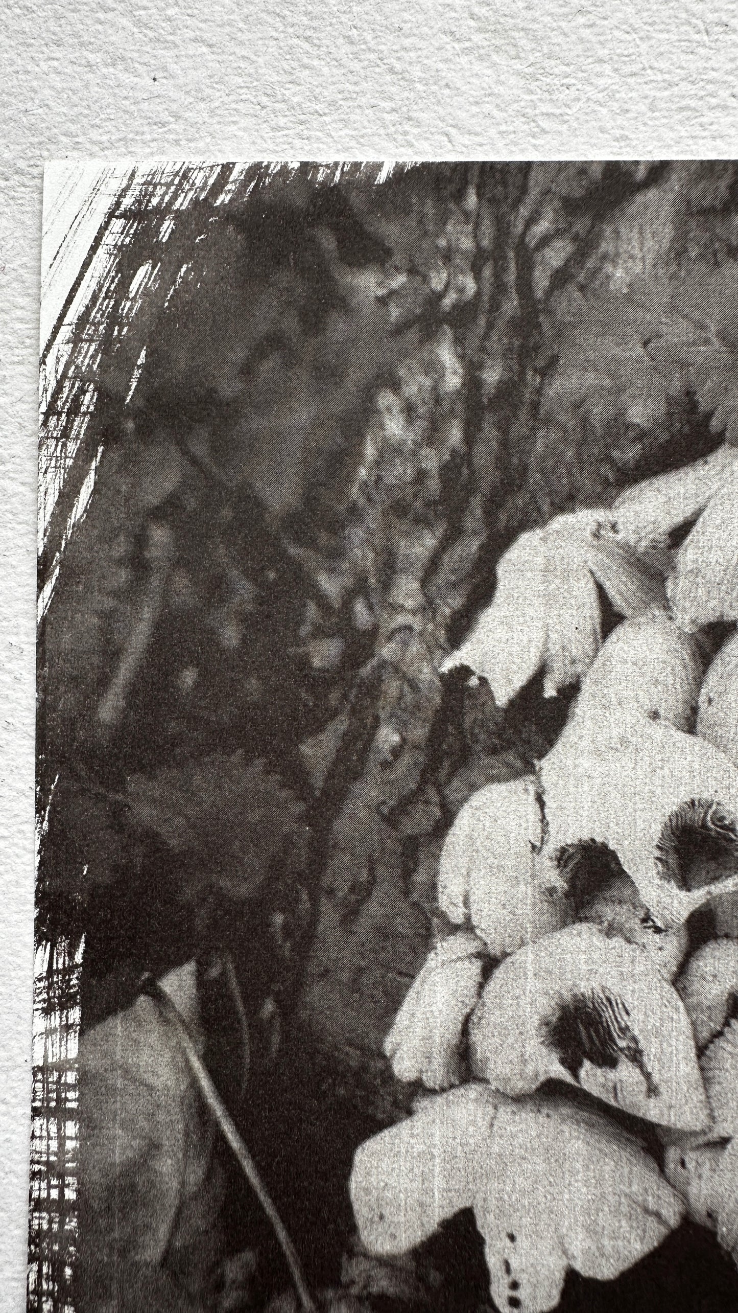Colony / Van Dyke Brown Print / 20x25 cm