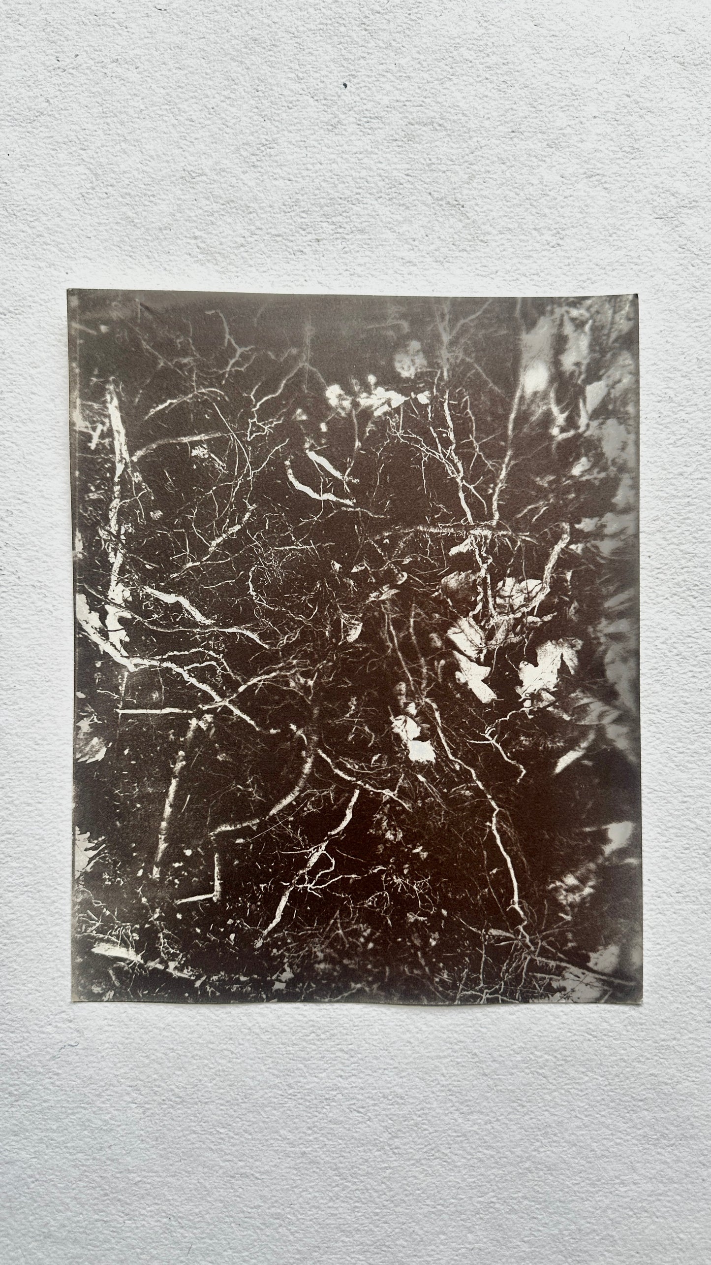 Uncovered / Van Dyke Brown Print / 20x25 cm